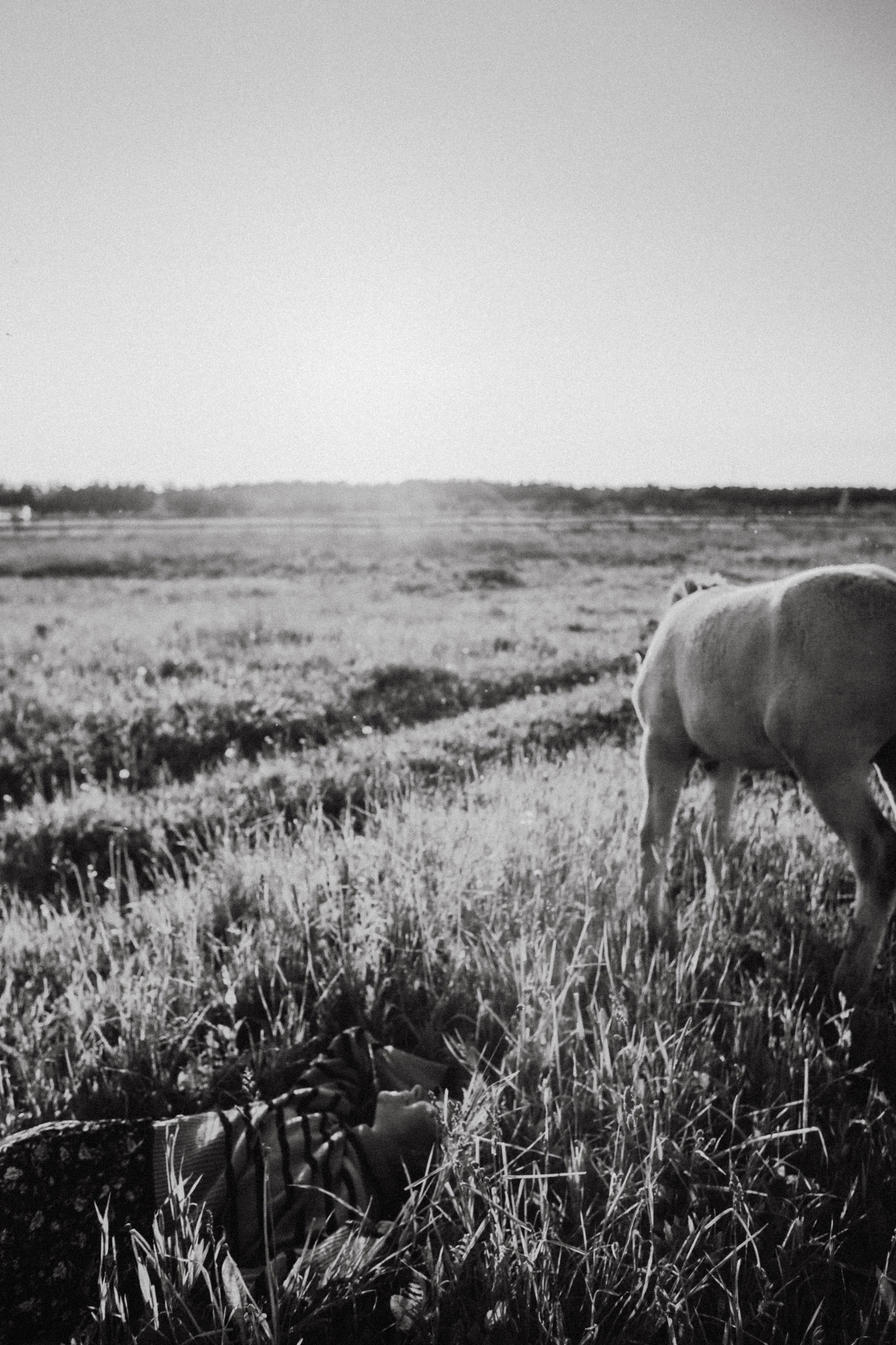 Варвара. Лошади. Закат. Фотограф в Нижнем Новгороде