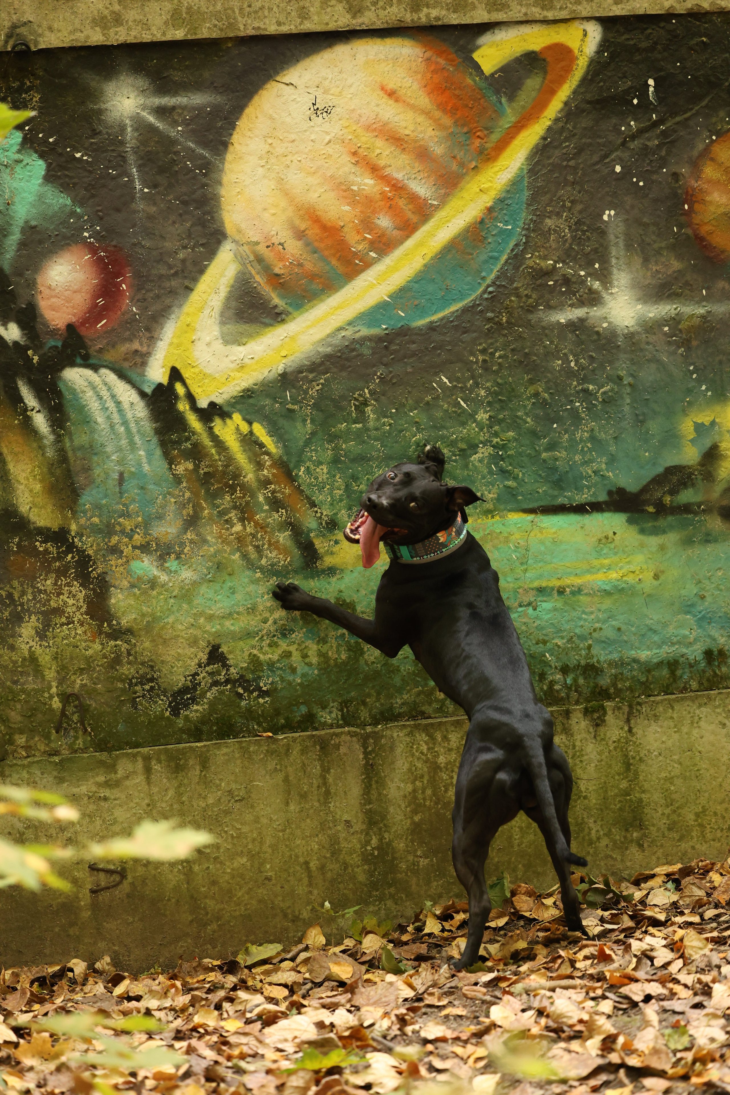 Алена и Бора. Виктория Михайловская. Фотограф-анималист. Москва