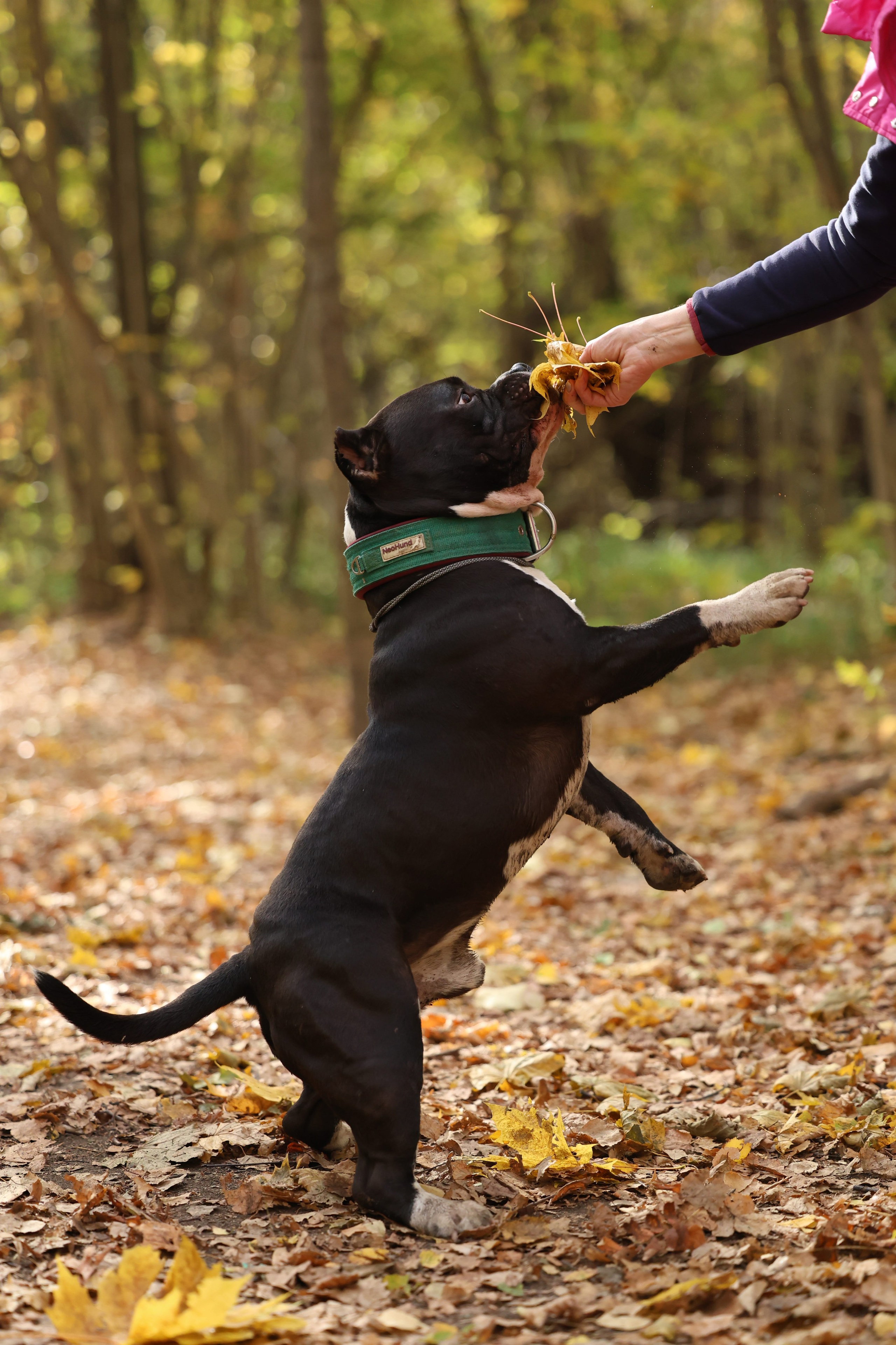 Бумер. Виктория Михайловская. Фотограф-анималист. Москва