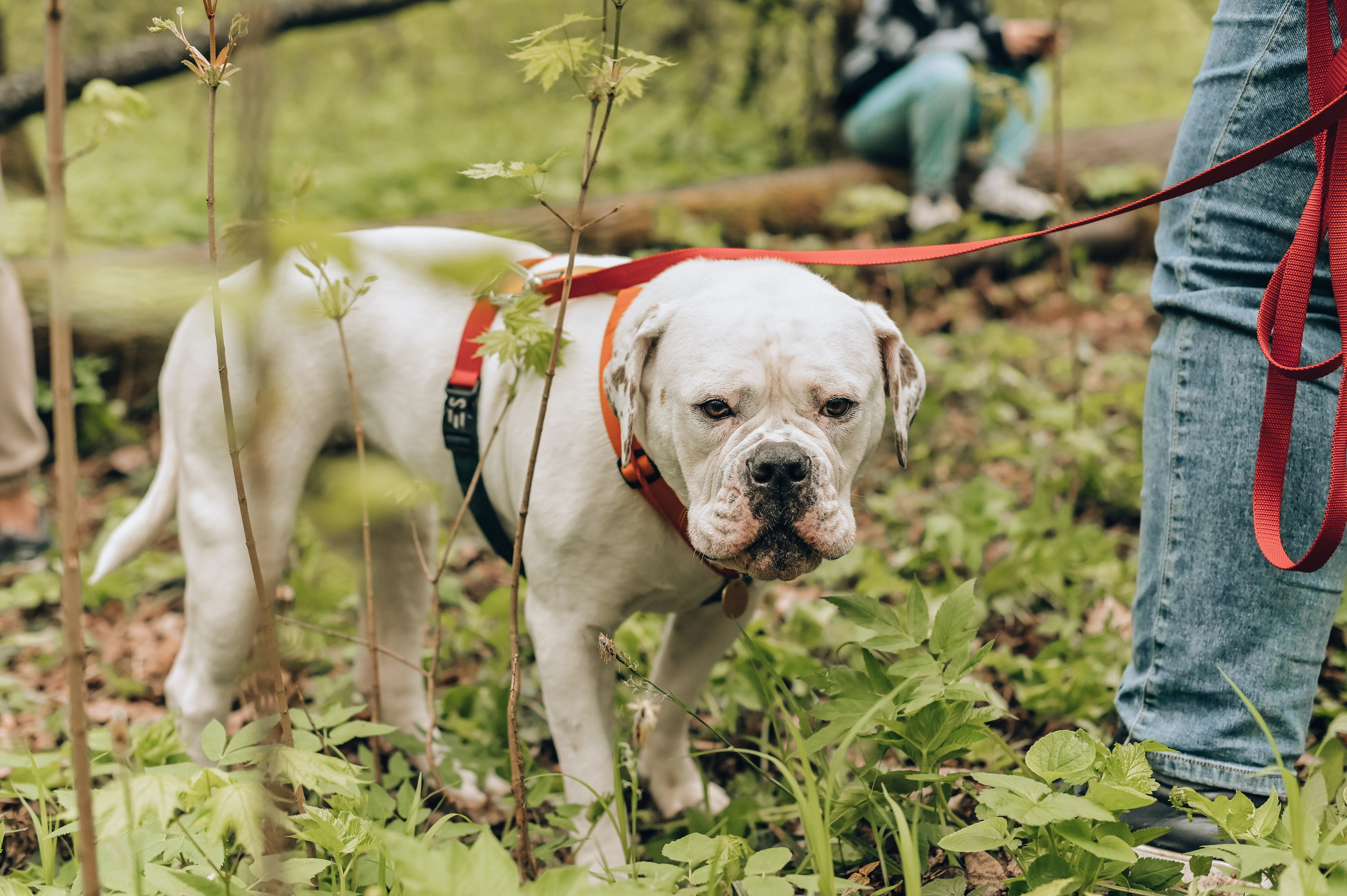 Занятие с кинологом. Семейный и репортажный фотограф в Москве Анастасия Трубкина