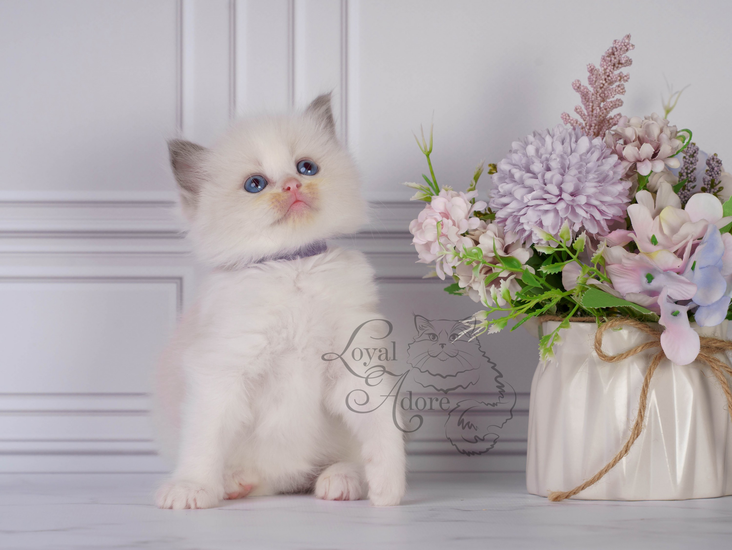 Котята рэгдолл от Loyal Adore. Питомник рэгдолл Loyal Adore