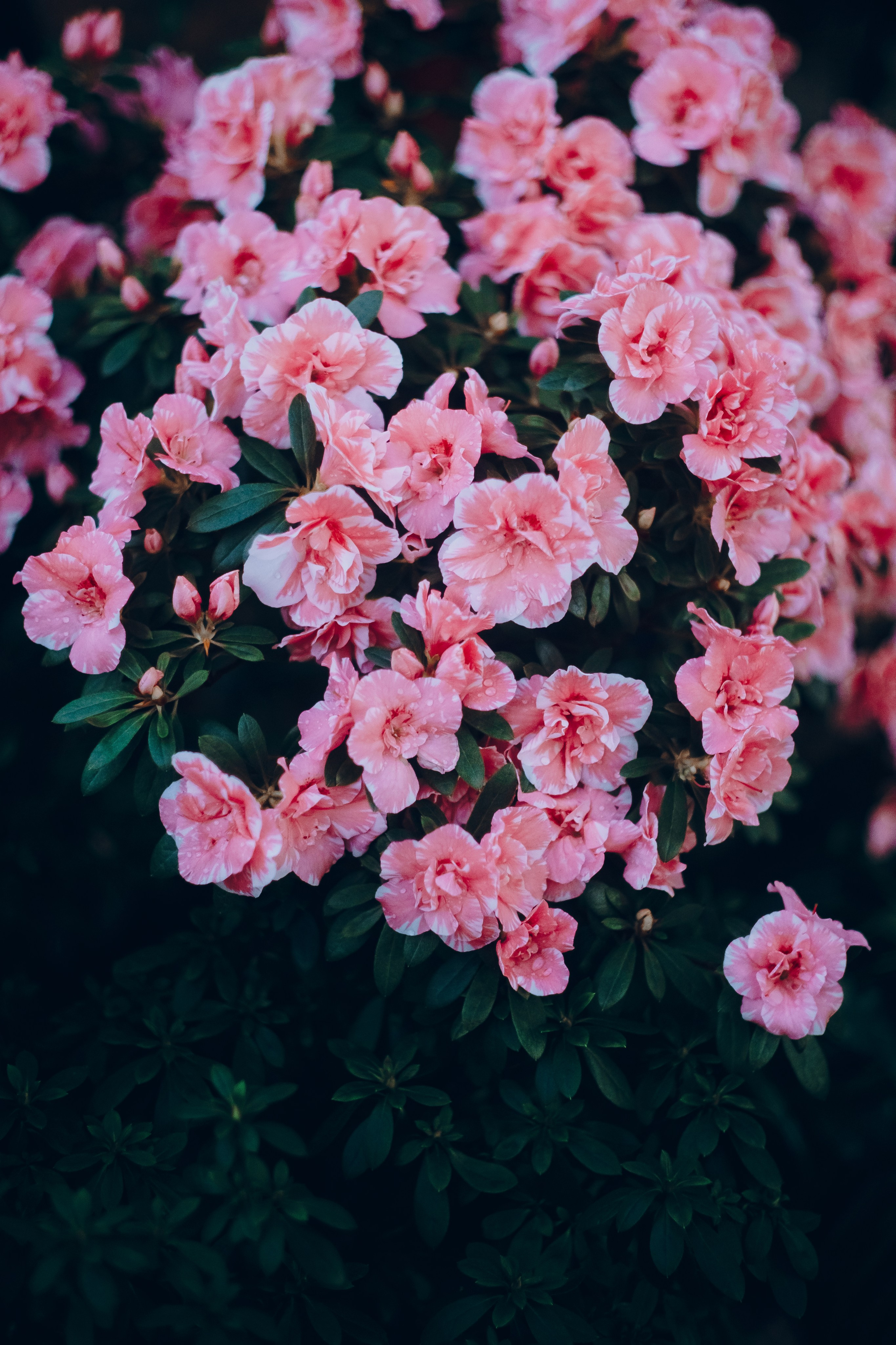 Botanical. Портретный и свадебный фотограф в Москве и Санкт-Петербурге. Учитель фотографии онлайн и оффлайн