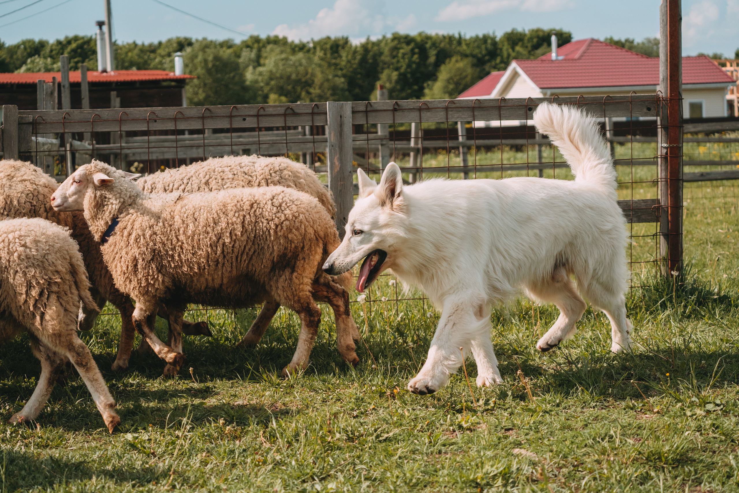 Состязания по пастушьей службе 1-2.06.24, Заостровье. Фотограф-анималист Анастасия Большакова