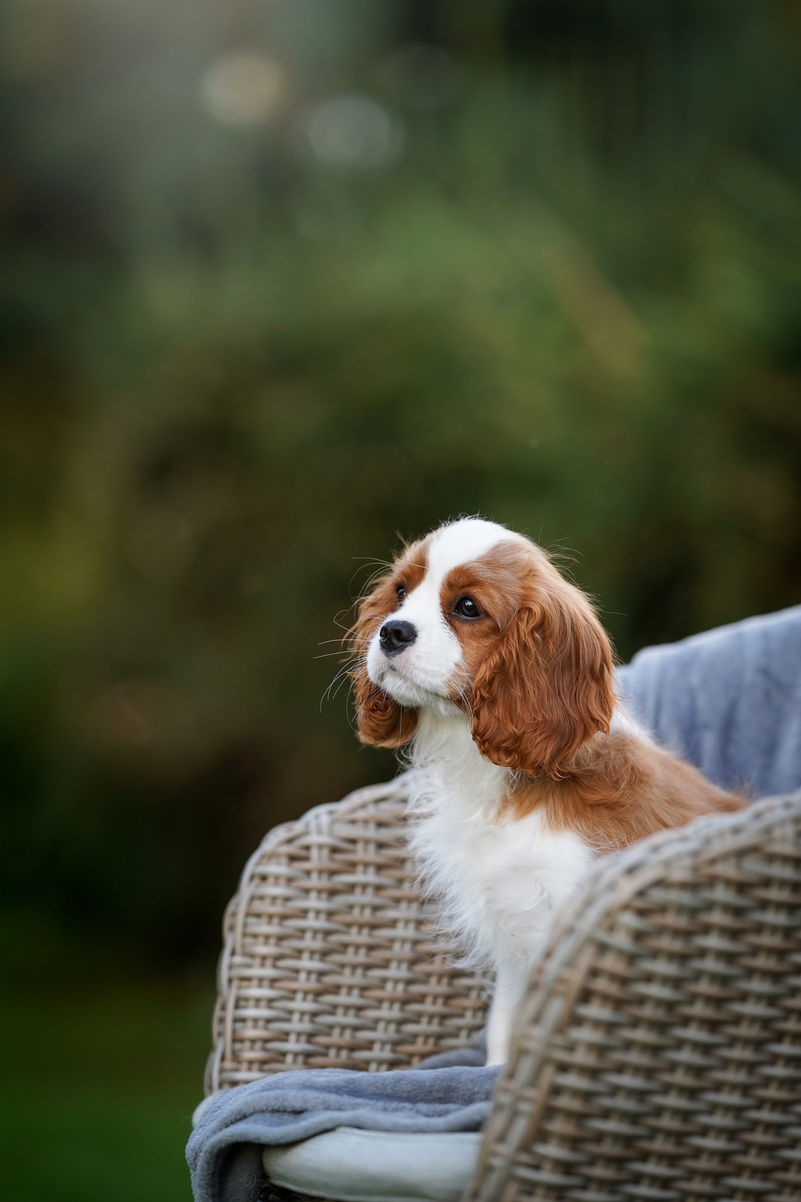 Щенуля кавалера. Фотограф-анималист в Санкт-Петербурге Яна Мартынова