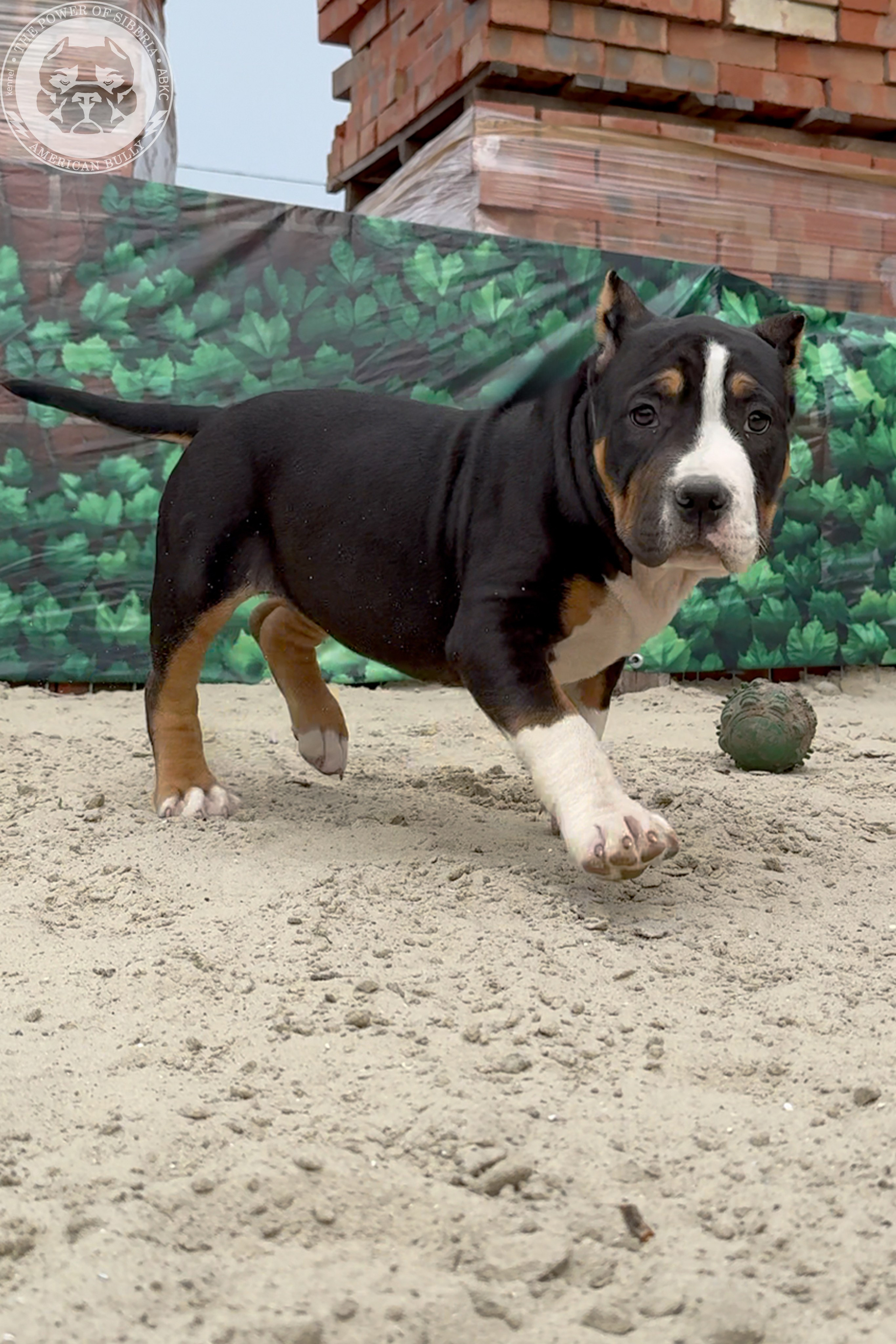 Свободные щенки Американский Булли, в типах покет, классик, стандарт. Американский Булли в г. Ростов-на-Дону. Питомник THE POWER OF SIBERIA