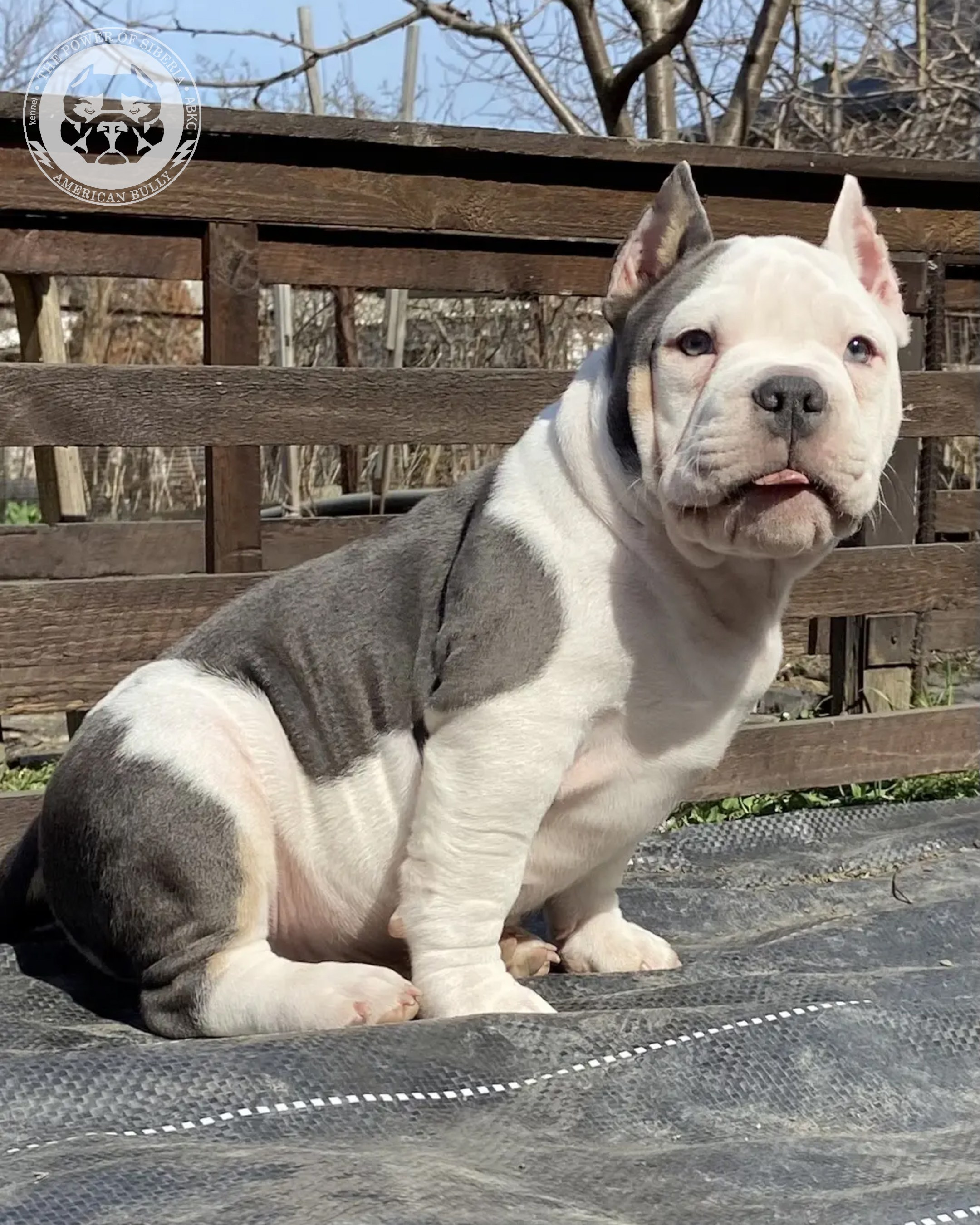 Свободные щенки Американский Булли, в типах покет, классик, стандарт. Американский Булли в г. Ростов-на-Дону. Питомник THE POWER OF SIBERIA