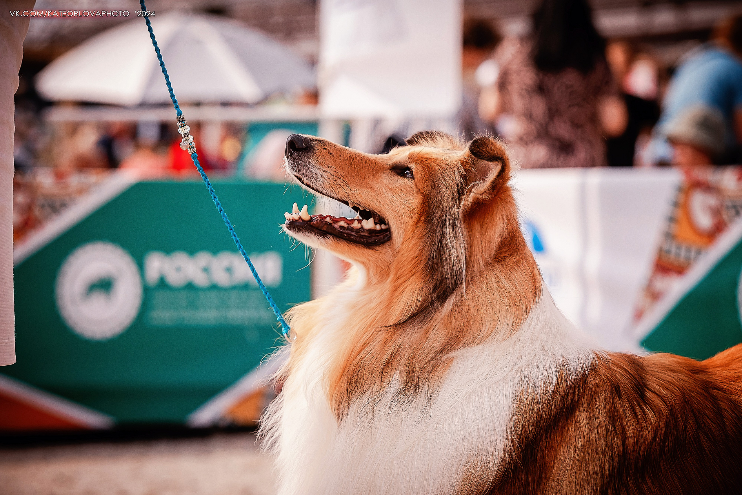 Фотосъемка собак, щенков, на выставках, фотограф анималист Россия воронеж. Питомник собак Акита, Хаски, Корги
