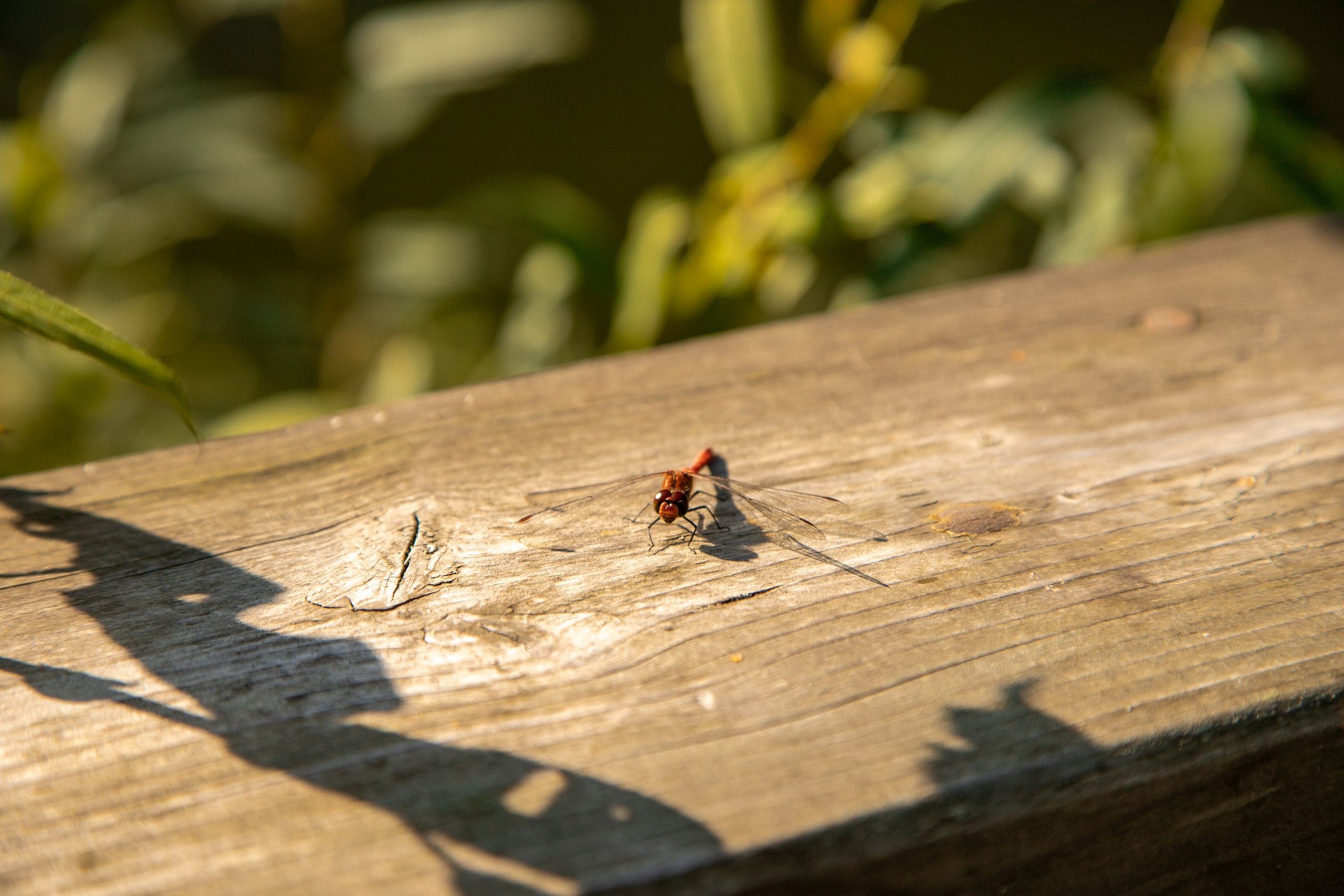 Кострома 06.09.2025. Репортажный фотограф в Москве Агафонова Мария
