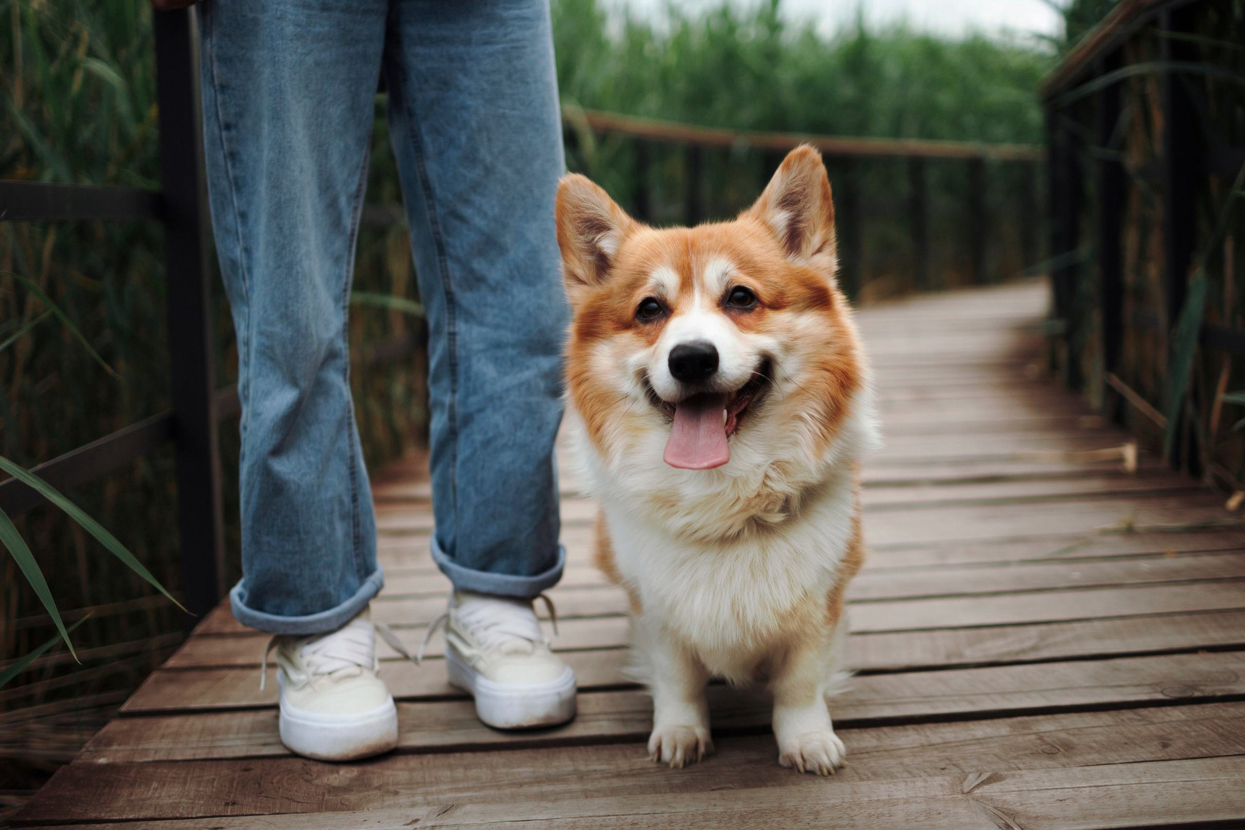 Даша и корги Рудик. Фотограф-анималист в Санкт-Петеребурге Титова Алиса