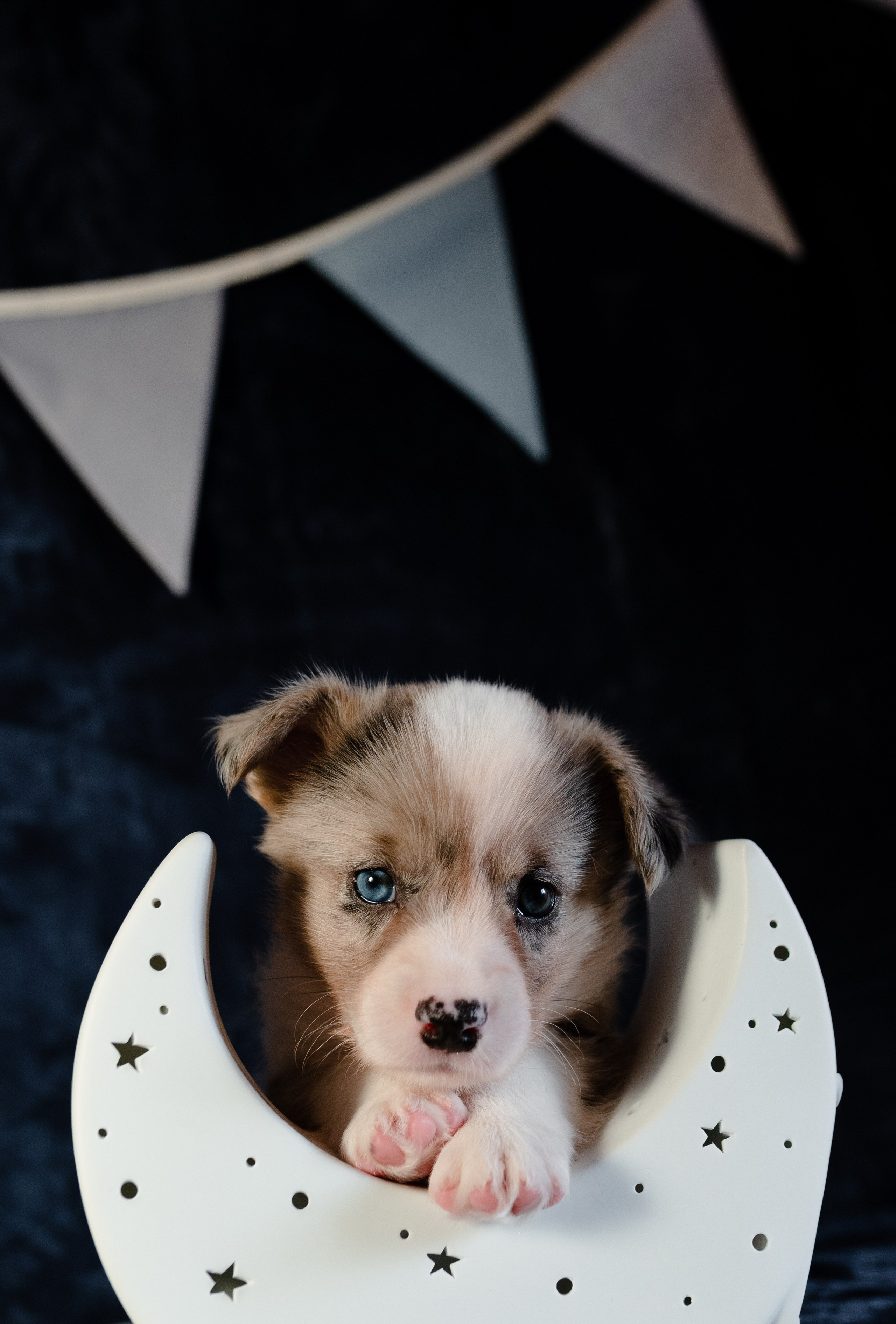 Вельш-корги-пемброк. Фотограф анималист в Москве Ольга Агушева