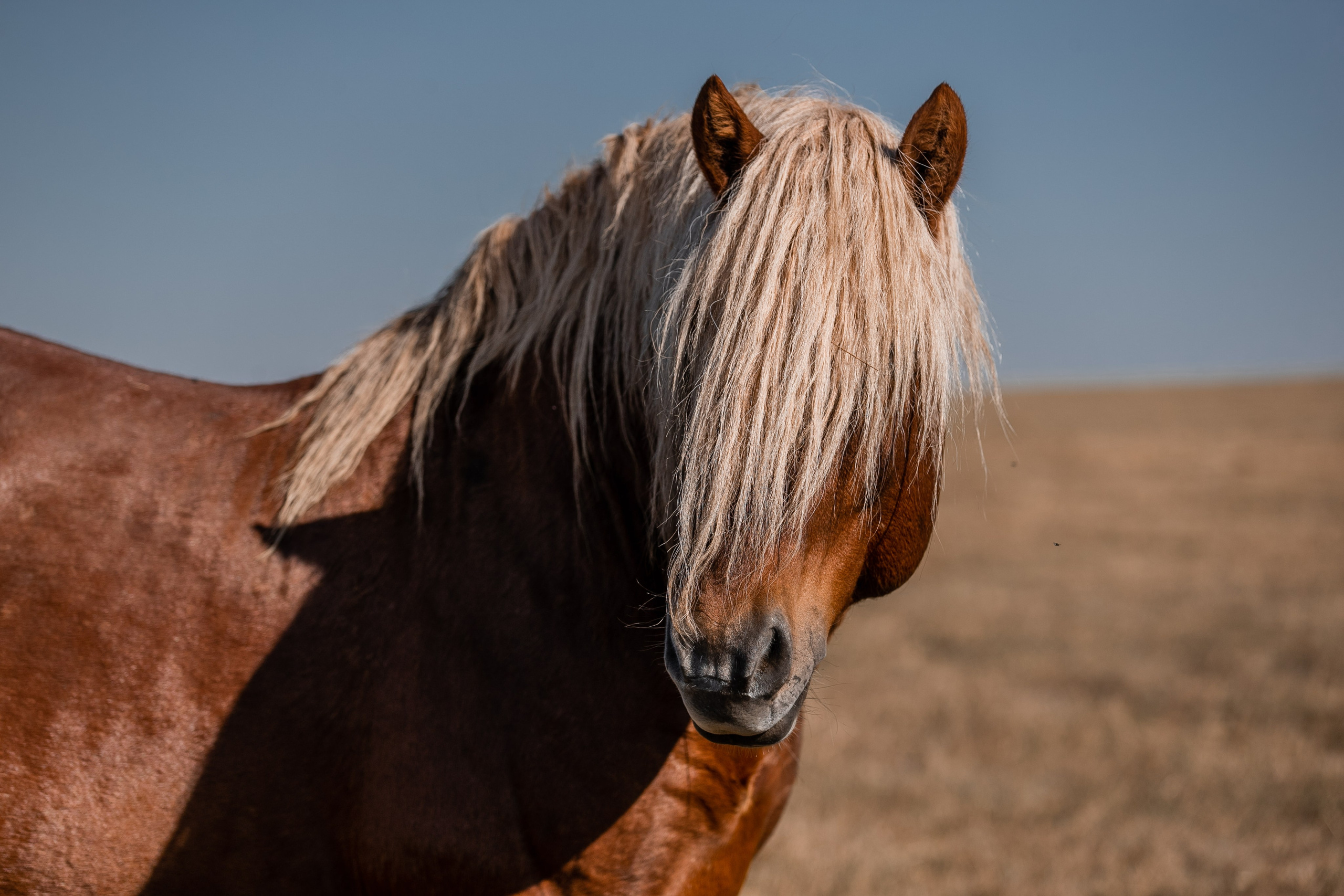Фототуры в Карачаево-Черкессии 2019-2020. Фотограф-анималист Ксендзова Кристина