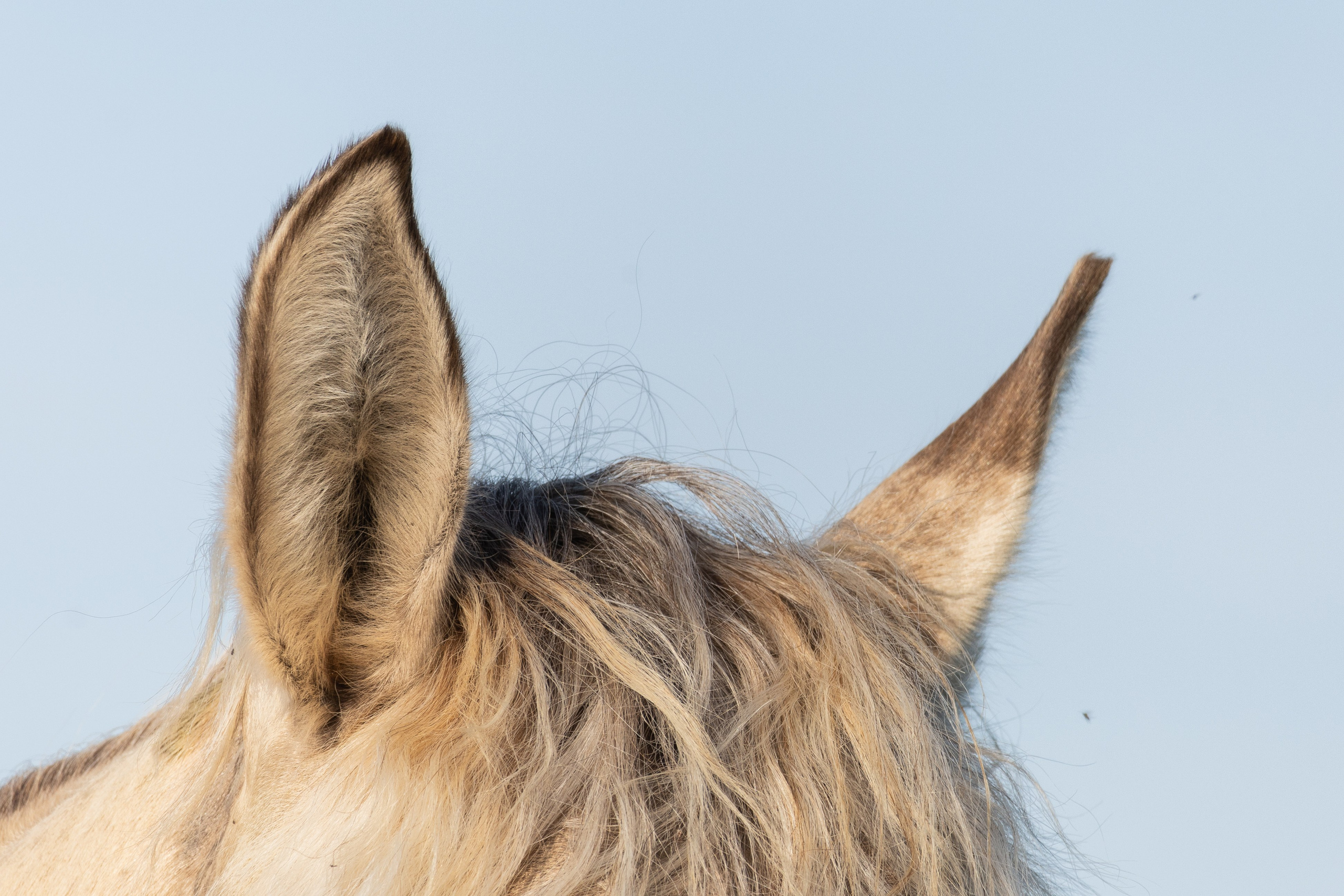 Съёмки с животными. Фотограф в Москве. София Казьмина