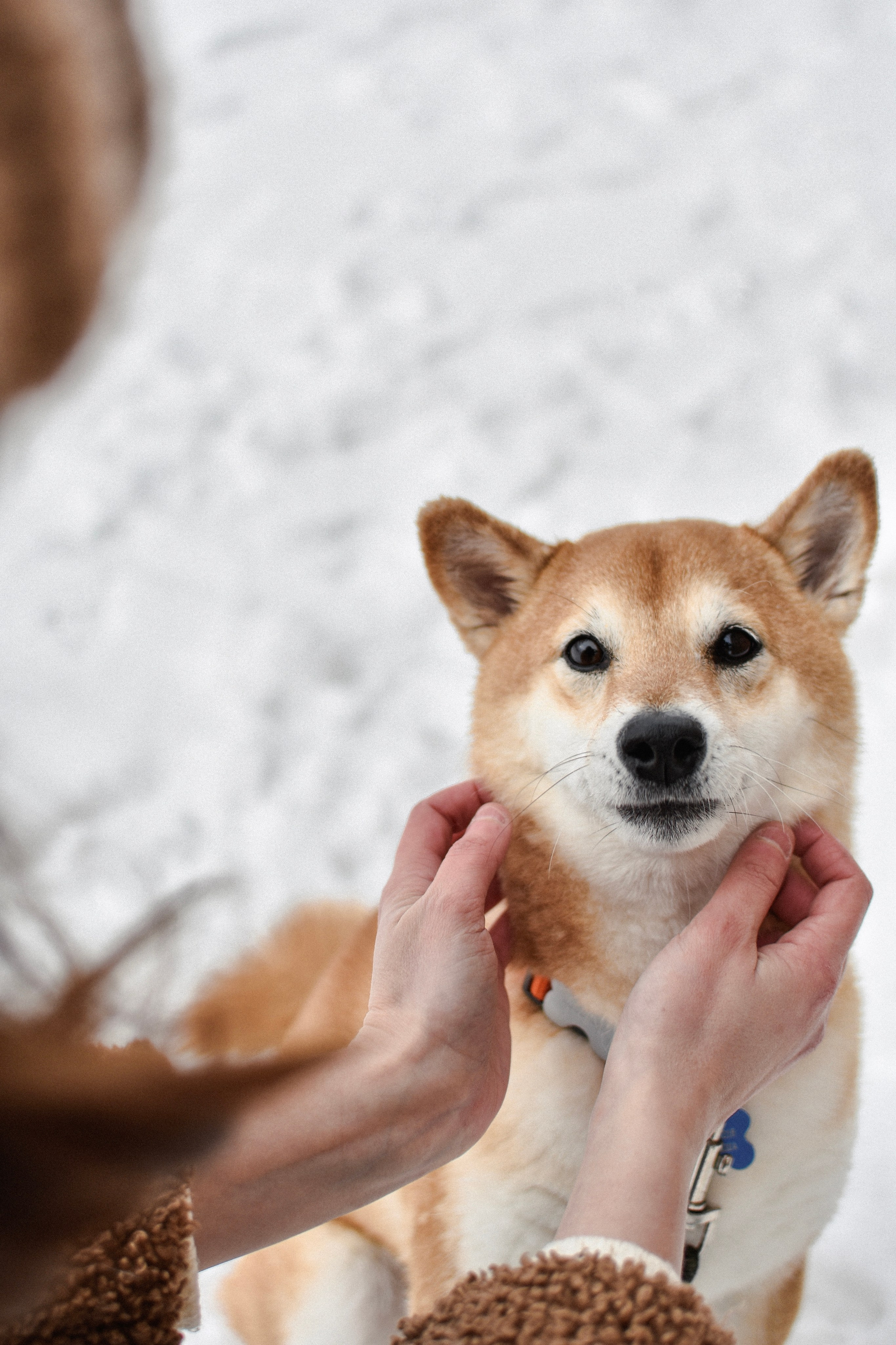 Ханна и Даша. Фотограф-анималист Ксения Шевцова|Москва