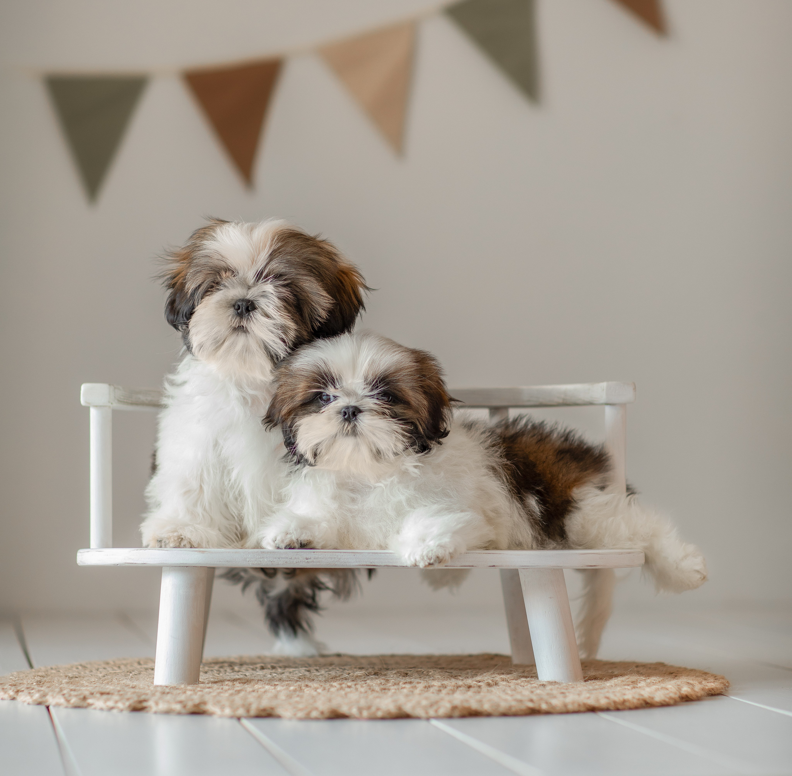 Фотосессия щенков. Фотограф для Вашей собаки