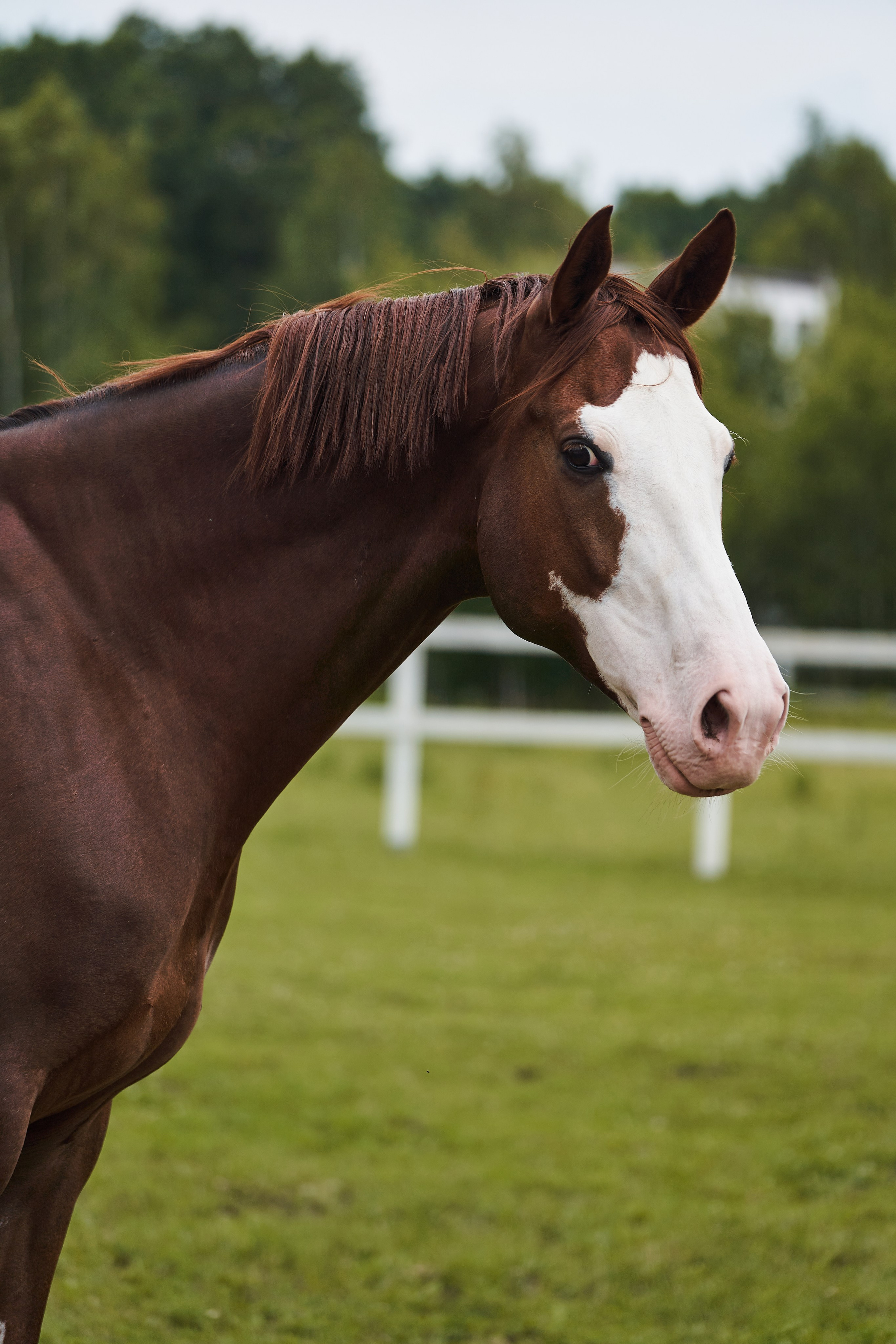 Хэмилтон, полукровный, КСК «Звёздный». Фотосессии с лошадьми в Москве, Новосибирске