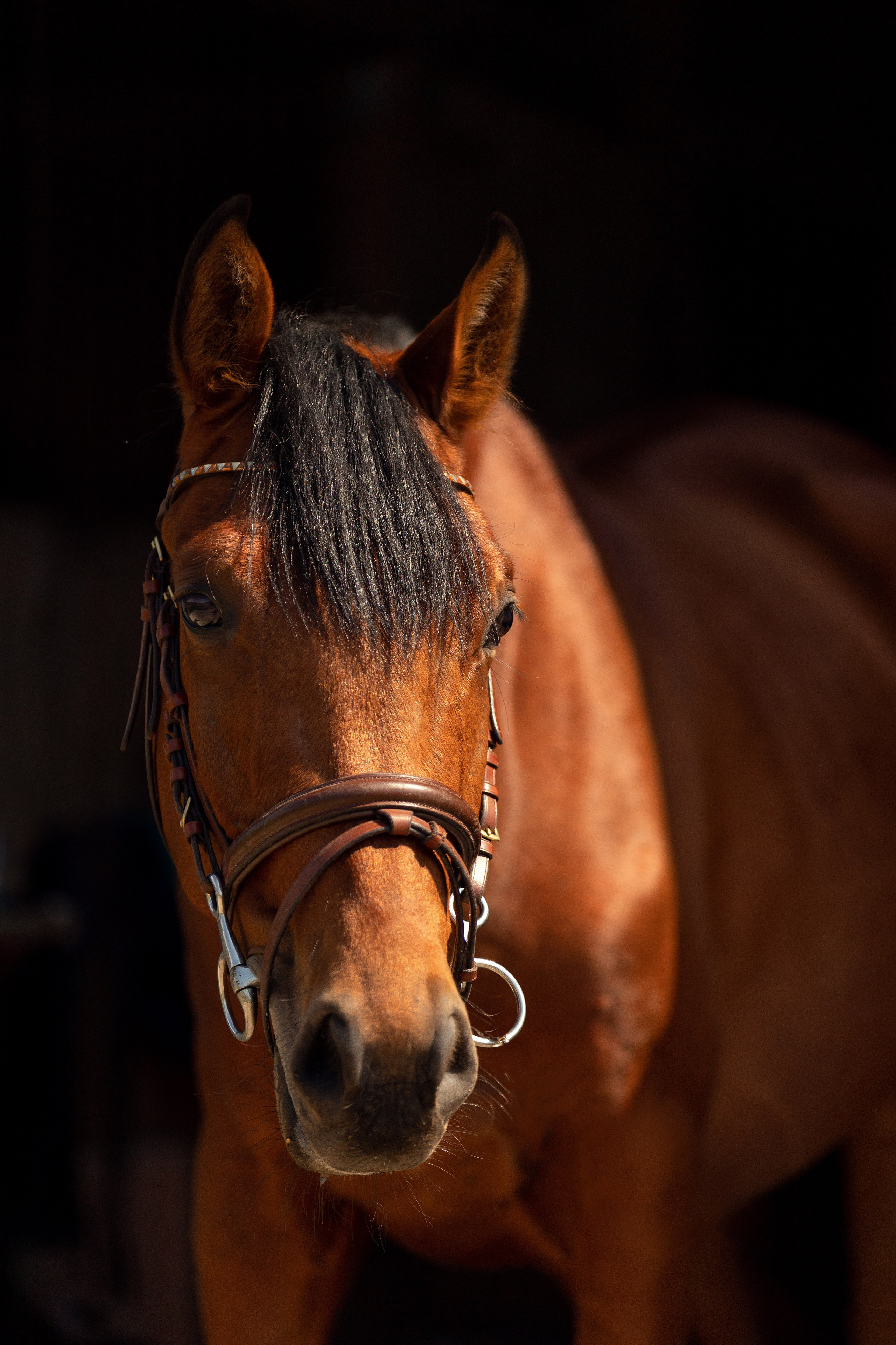 Лошади. Конный фотограф Валынкина Лера