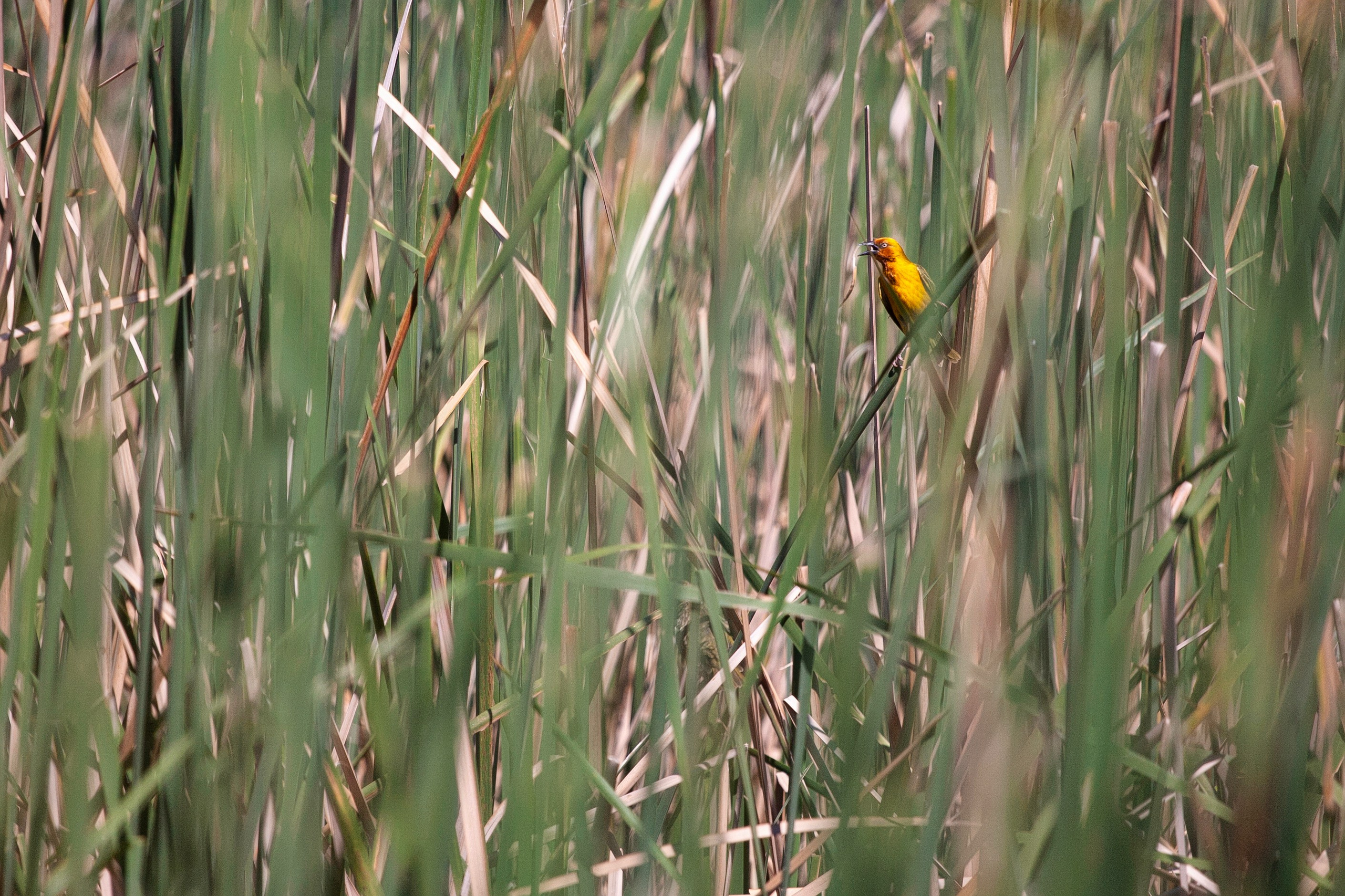Птицы (коллекция). Фотограф Владимир Остапенко