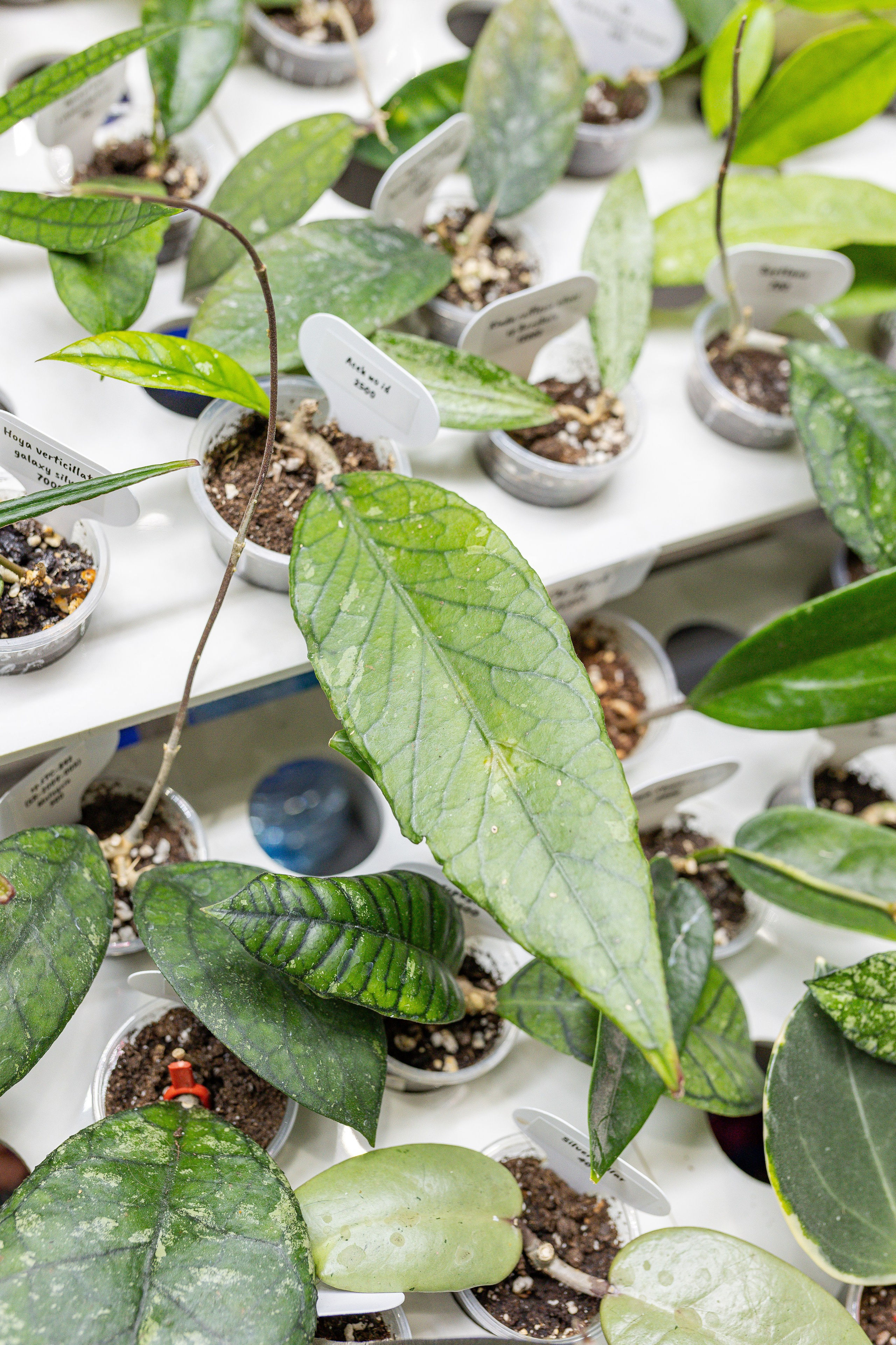 Монстериум апрель 2026. Александра Куликова фотограф, Москва