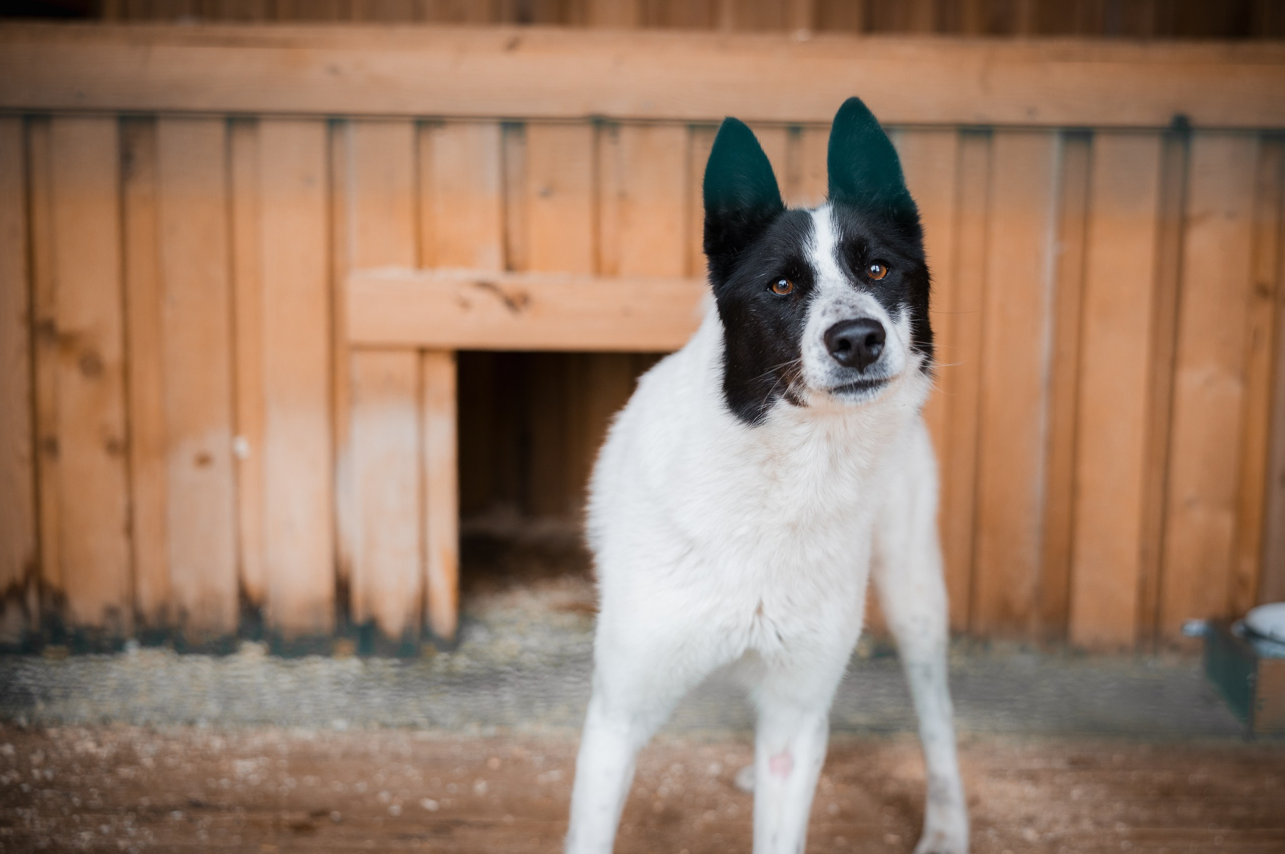 Найс. Улыбка собаки — спасение и пристройство бездомных собак