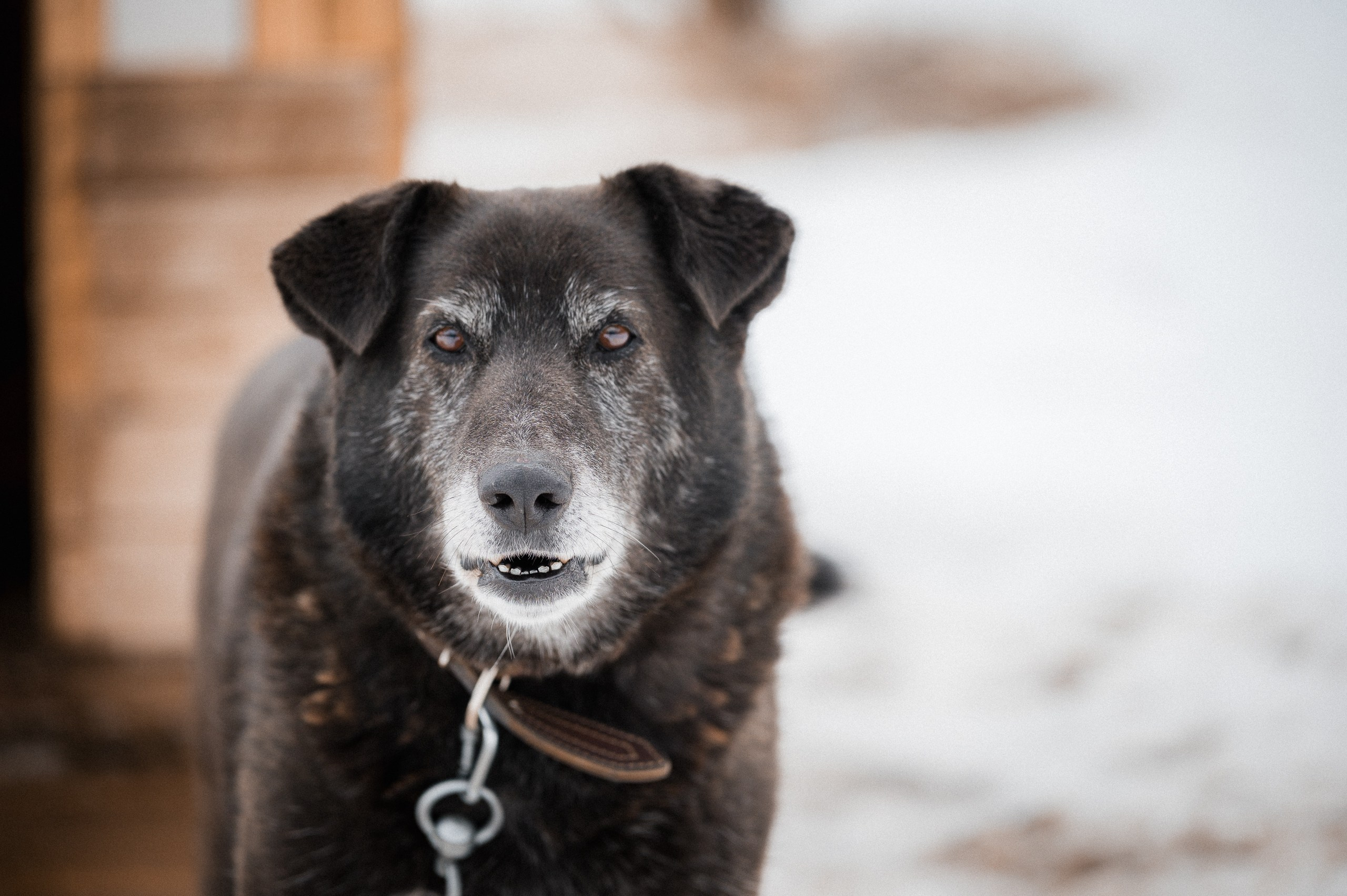 Семён. Улыбка собаки — спасение и пристройство бездомных собак