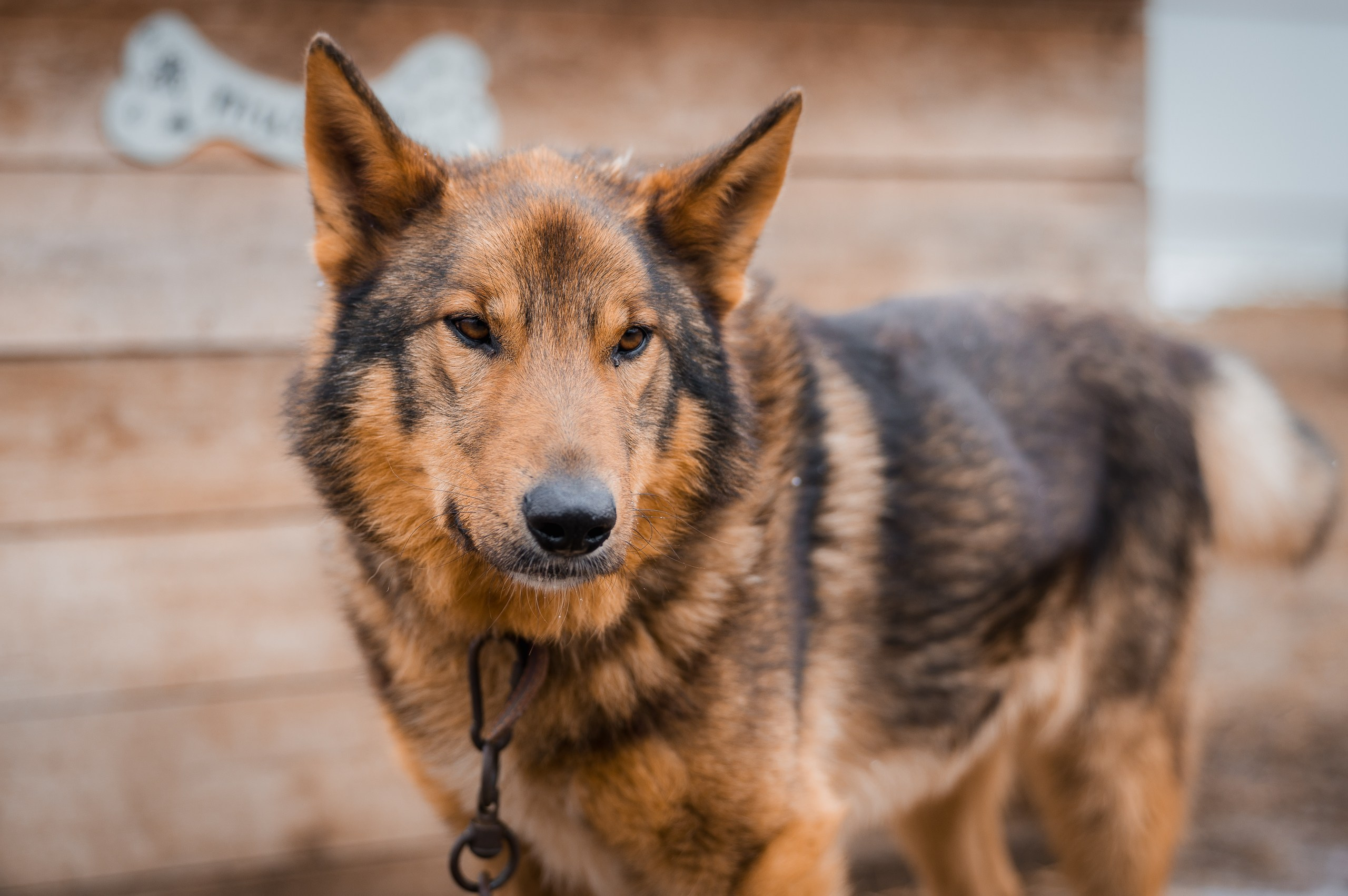 Тибет. Улыбка собаки — спасение и пристройство бездомных собак