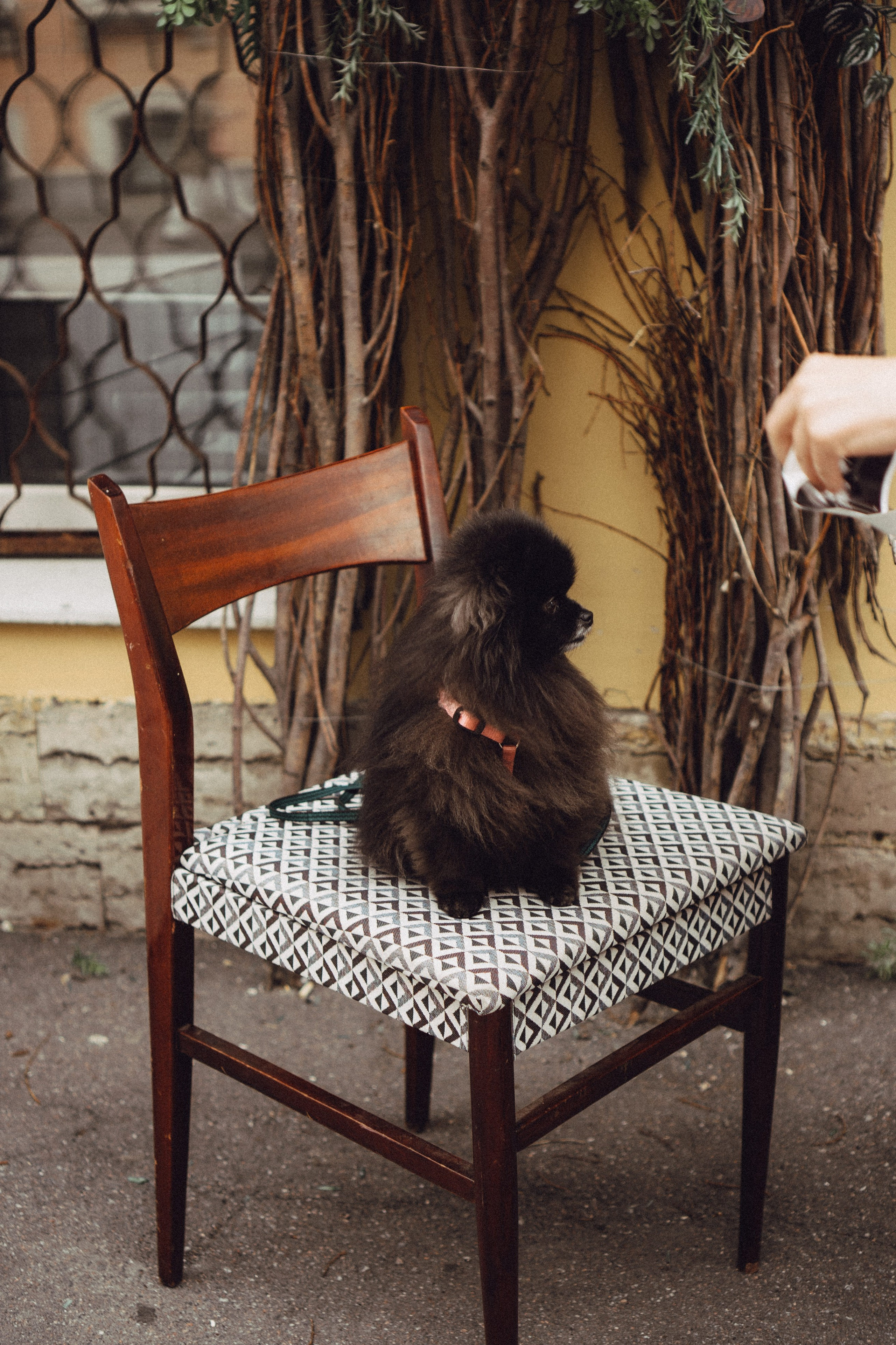 Беременность (только часть фото по желанию клиентов могу показать)). Профессиональный фотограф, Санкт-Петербург — Виктория Богомолова