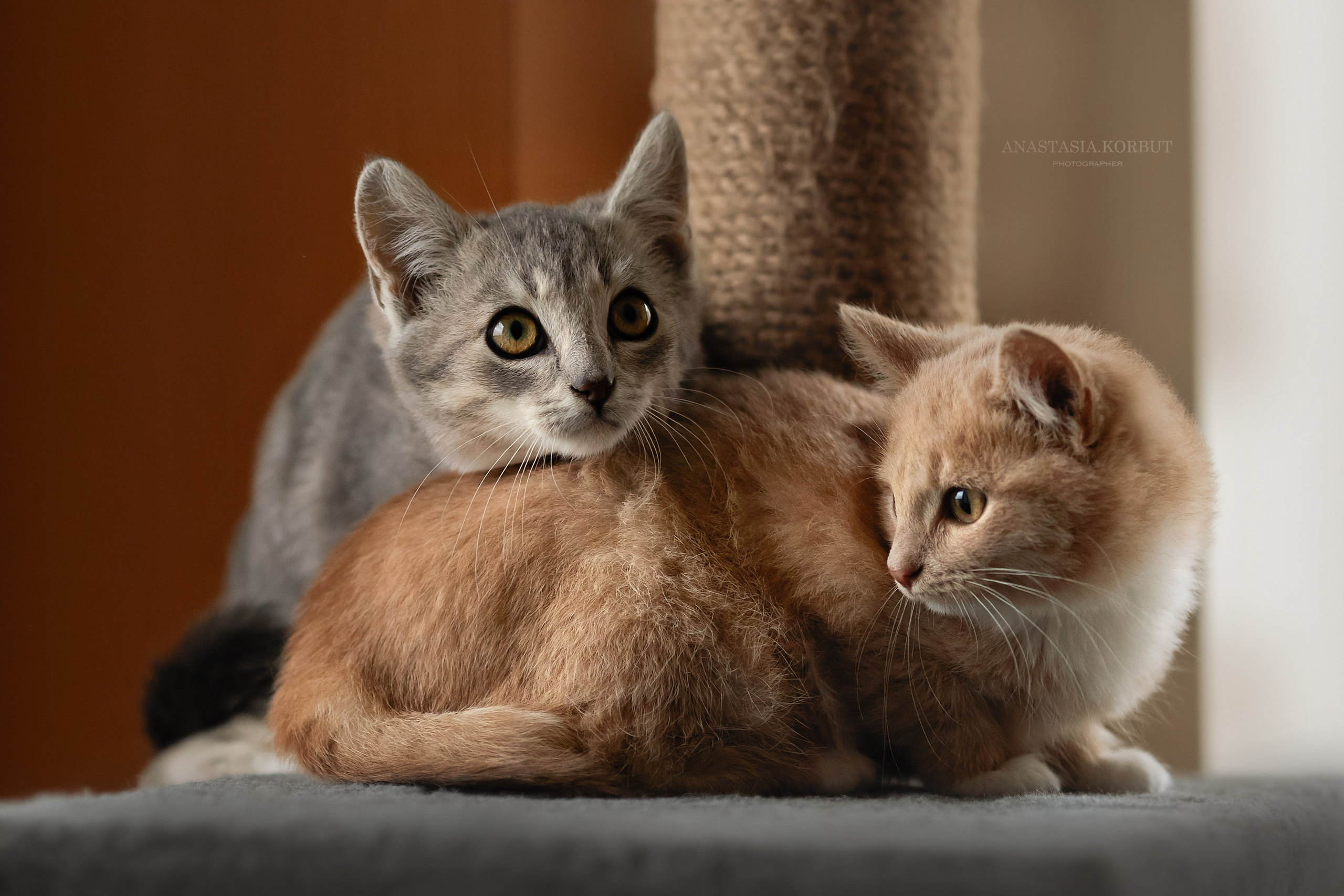 Котята в добрые руки. Арт фотограф в Минске Анастасия Корбут