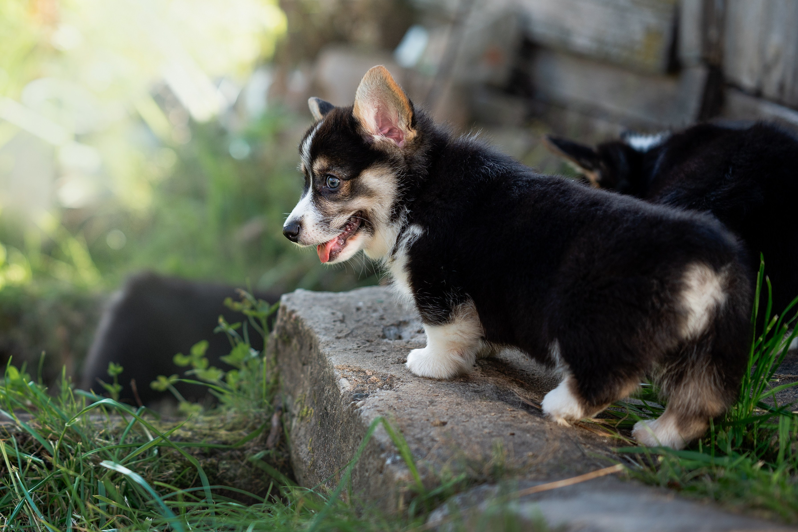 Заводчик Анастасия Подгорбунская. Творческий фотограф Вологда