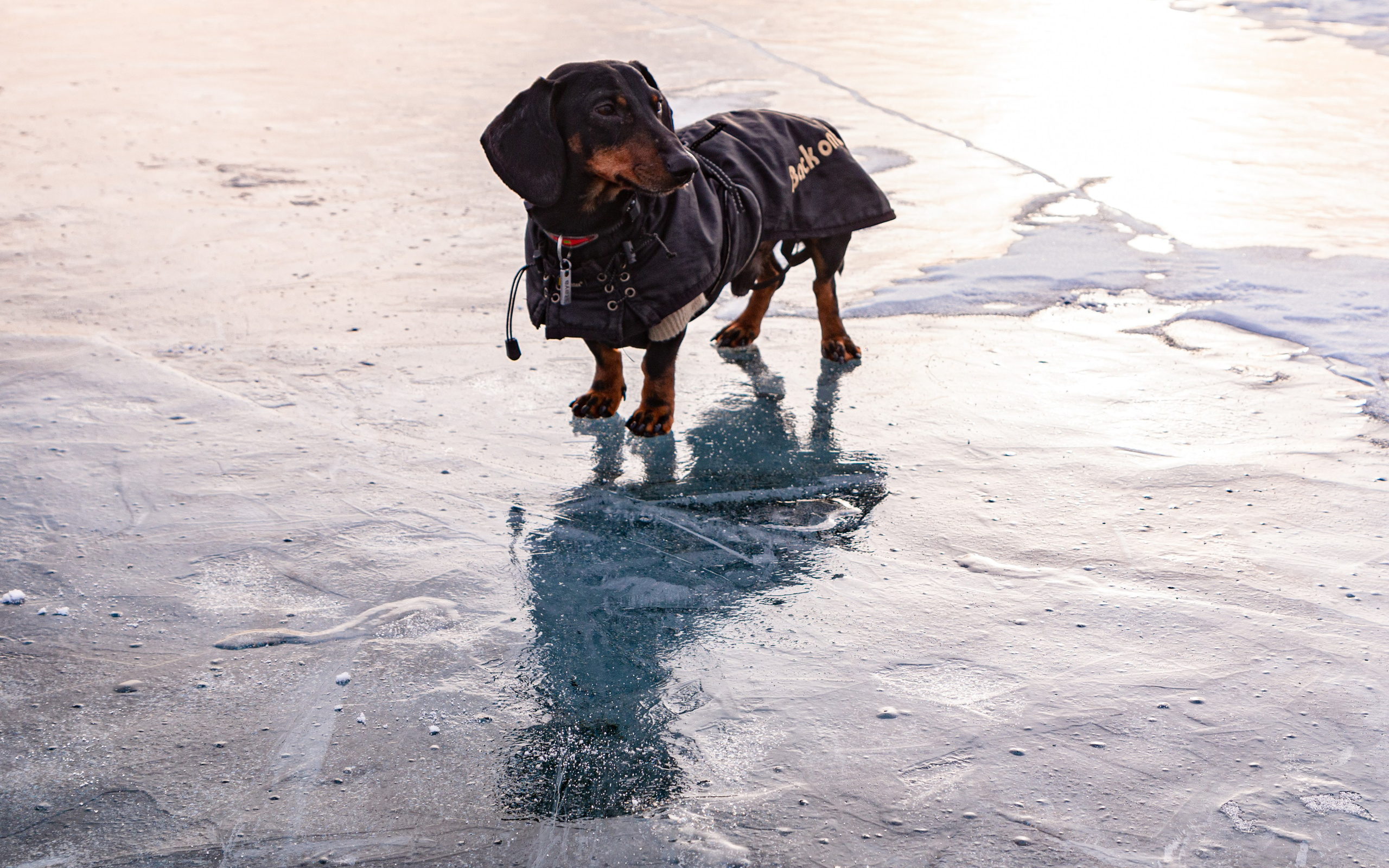 Фотосъёмка животных. Предметный и репортажный фотограф Алексей Кротов