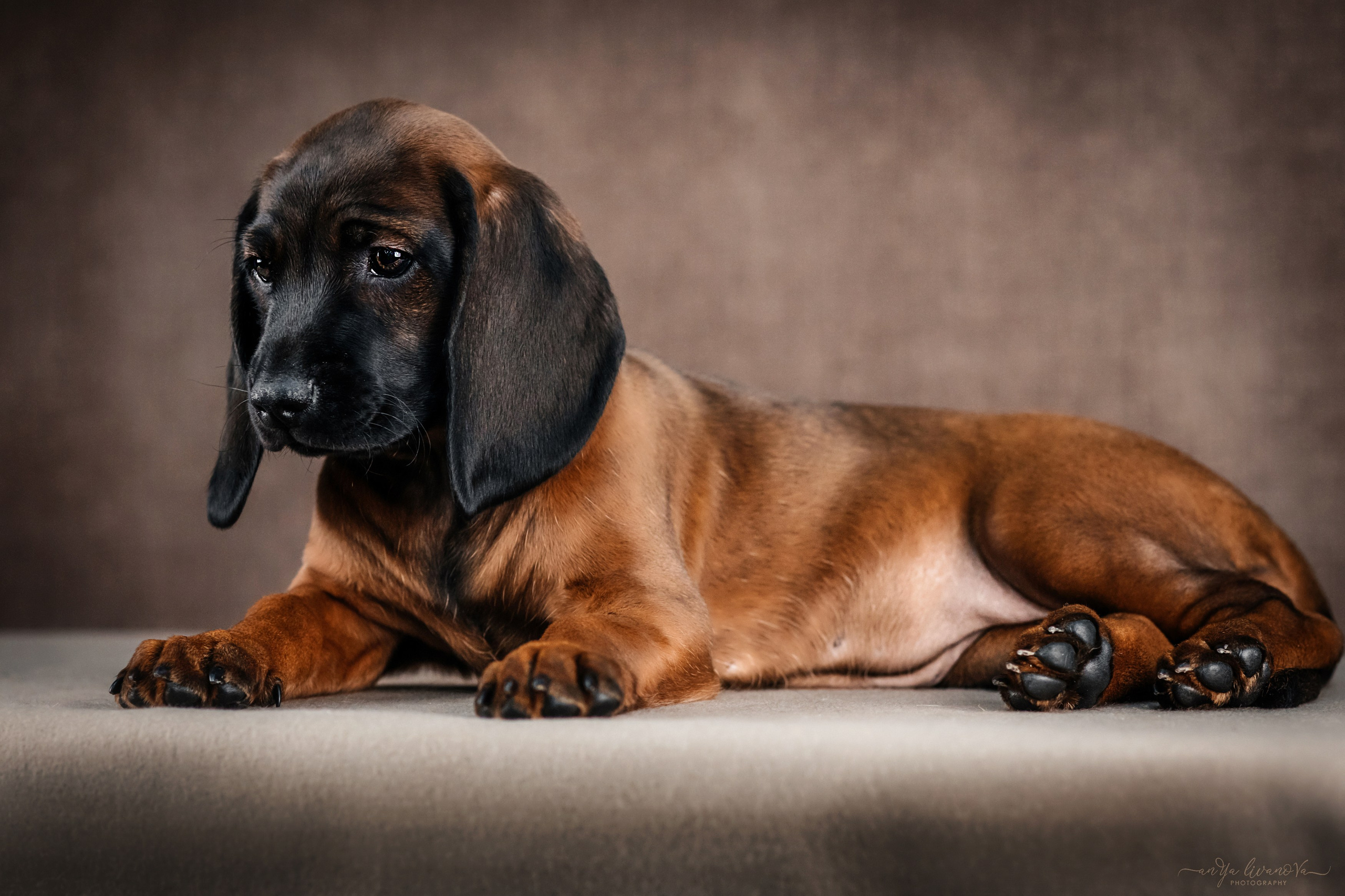 Баварские гончие. Фотограф анималист Аня Ливанова | Рыбинск