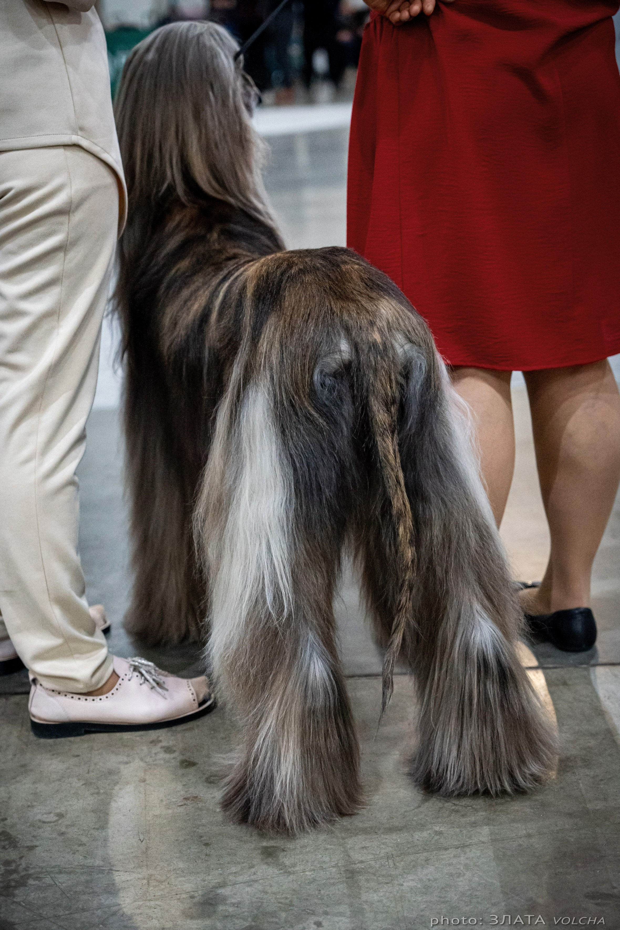 Животные. Фото, видео, монтаж