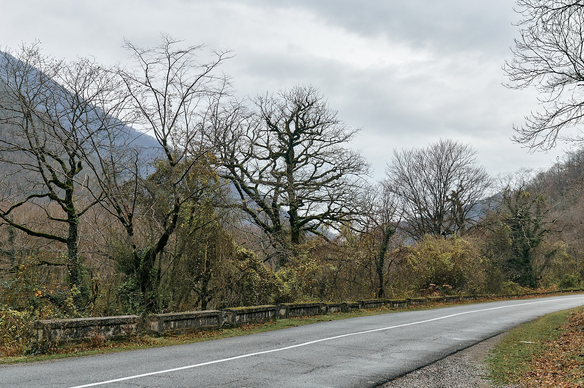 Озеро Рица, Абхазия. Декабрь 2024. Фотографии отовсюду и обо всем