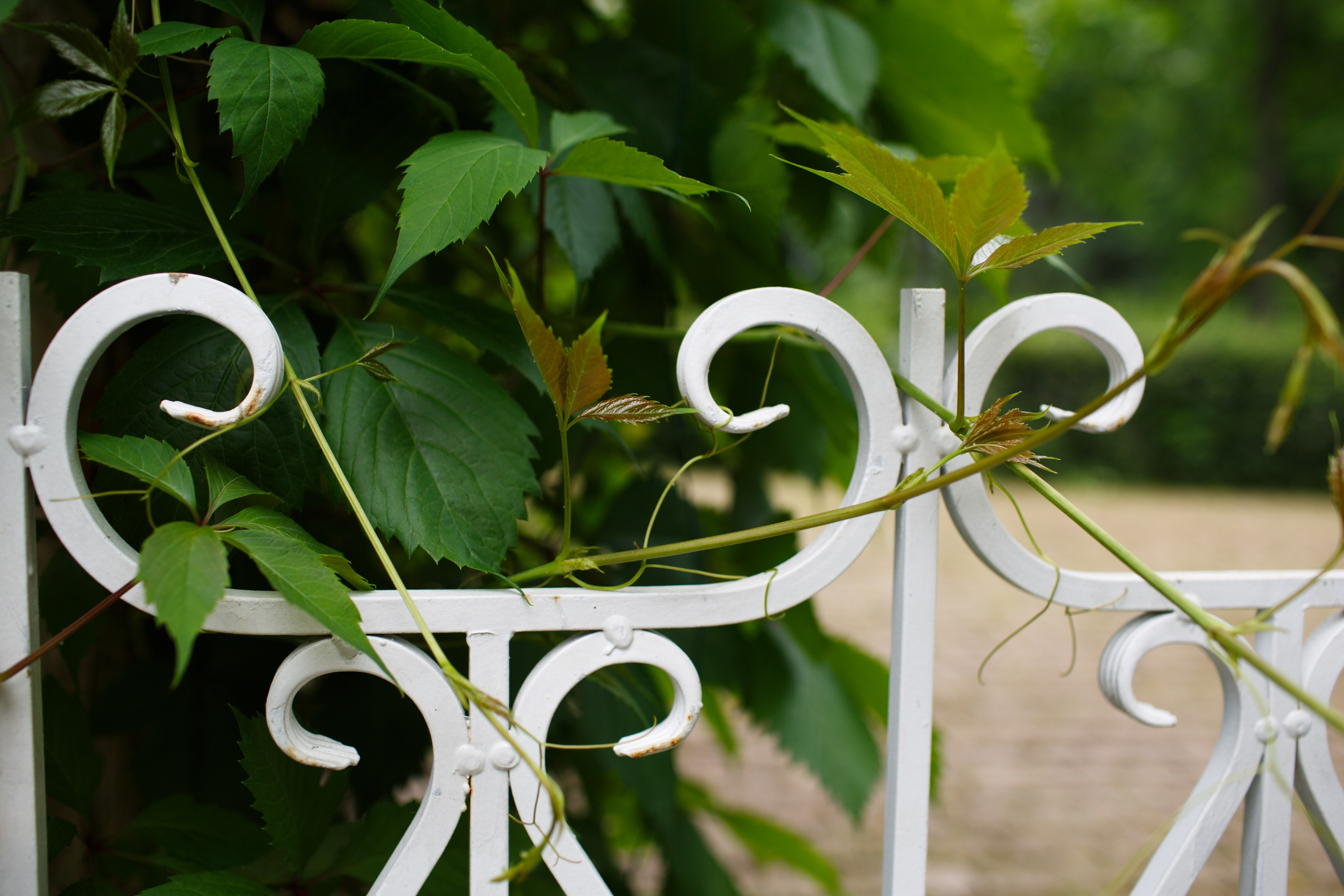 Ландшафтный дизайн. Фотограф Наталья Молчанова