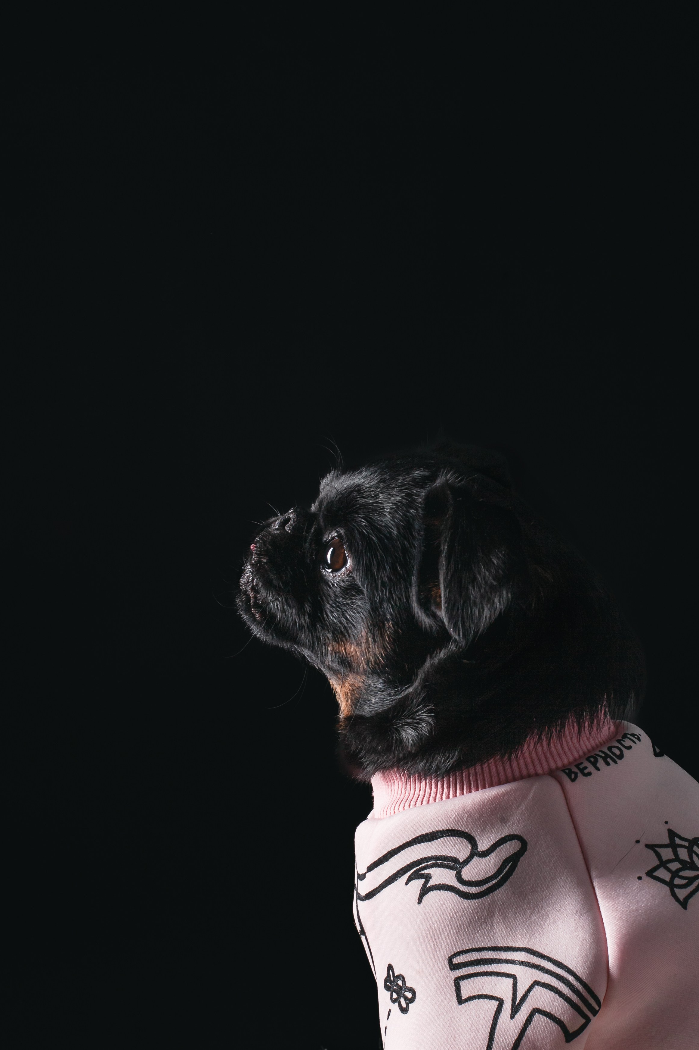 Студийная фотосессия с цветным светом. Фотограф-анималист Татьяна Степанова