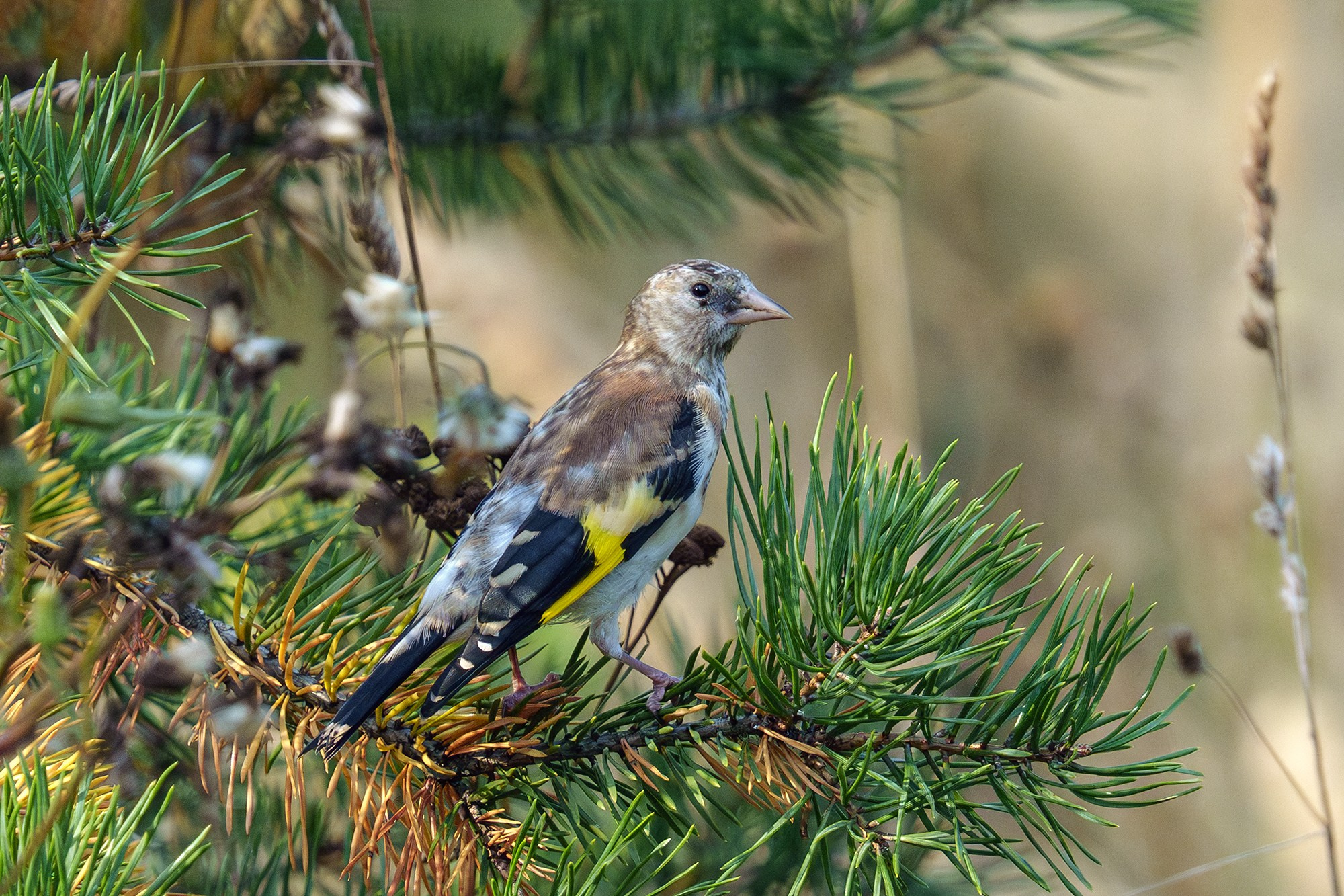 Удивительные мир птиц. Вокруг нас столько прекрасного — присмотритесь!. Ваш личный фотограф Марина Волкова