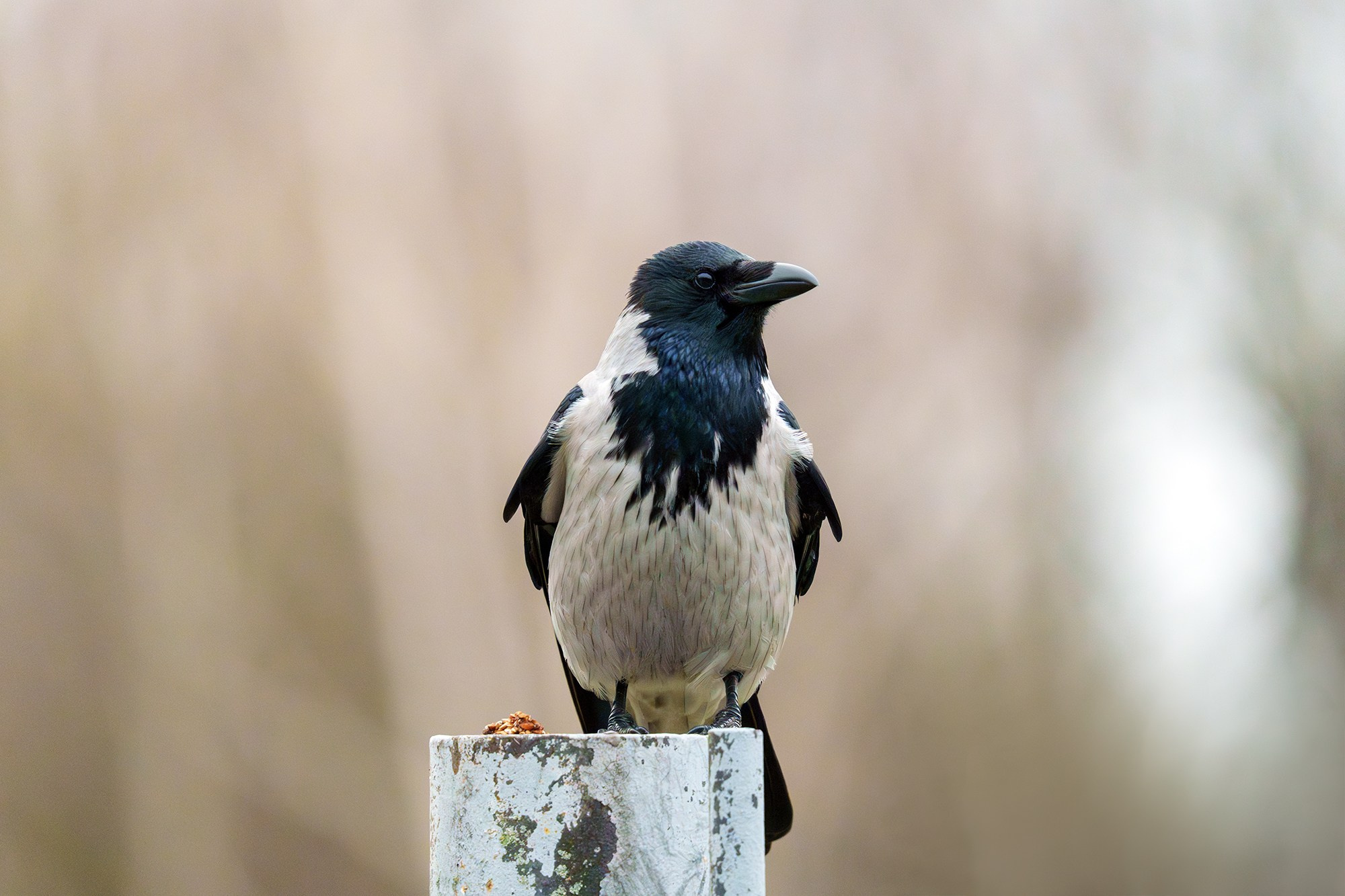 Удивительные мир птиц. Вокруг нас столько прекрасного — присмотритесь!. Ваш личный фотограф Марина Волкова