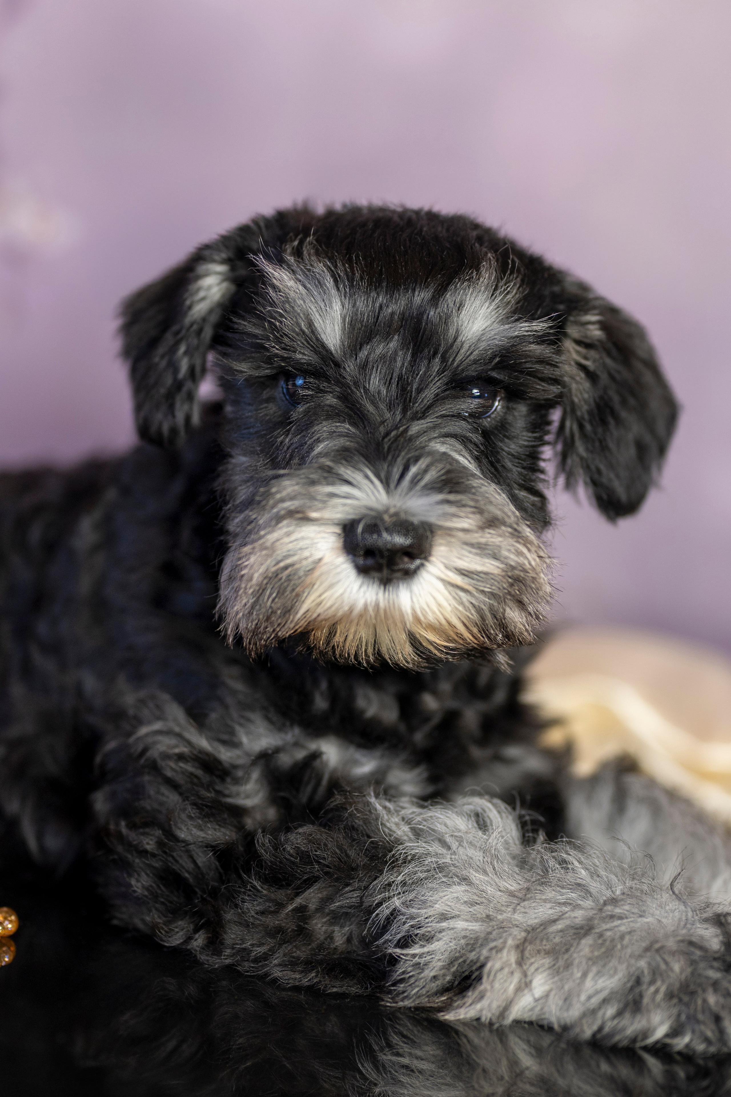 Маленькие цверги. Фотограф анималист в Санкт-Петербурге Таша Крейв