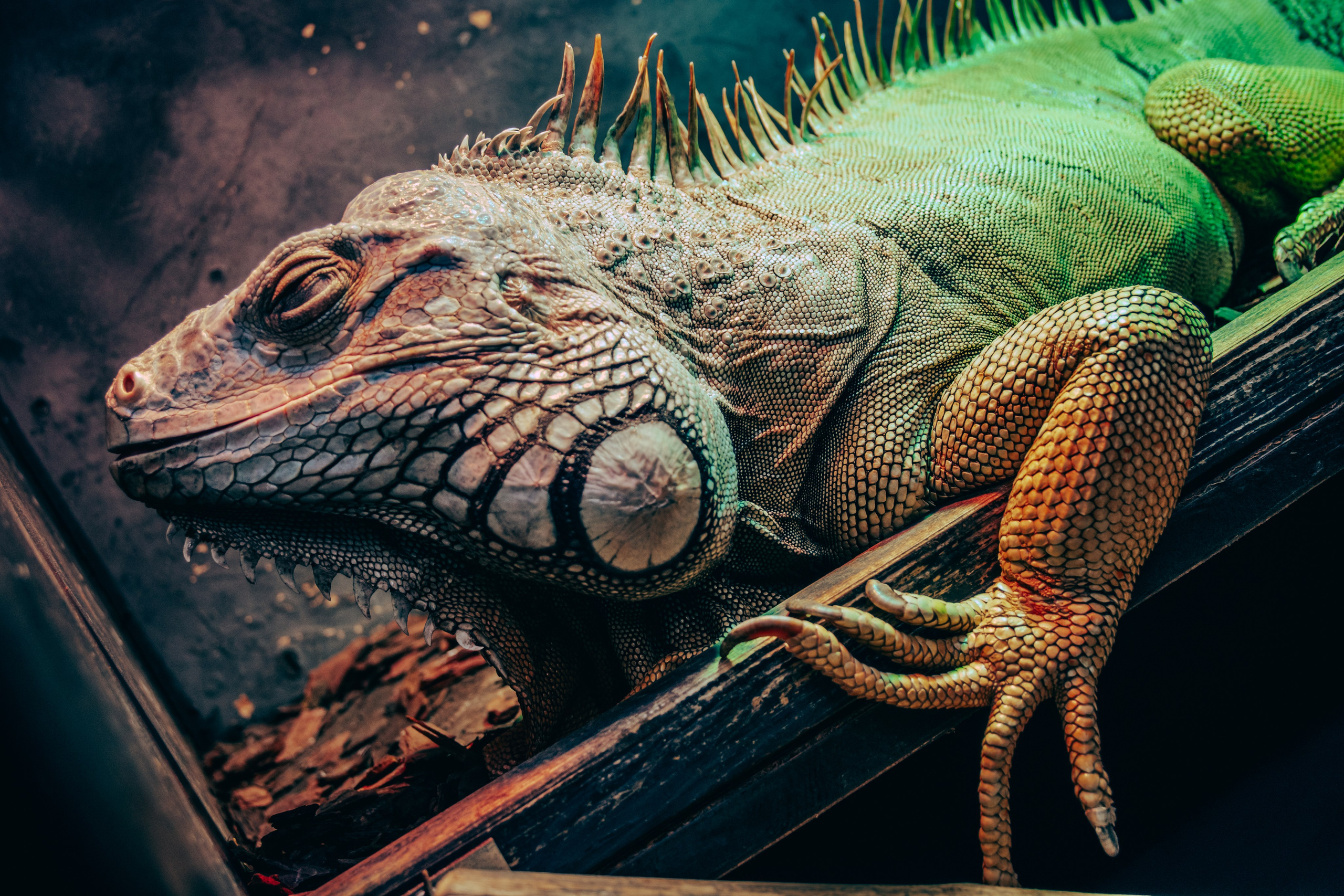 Фотограф анималист в Санкт-Петербурге Таша Крейв