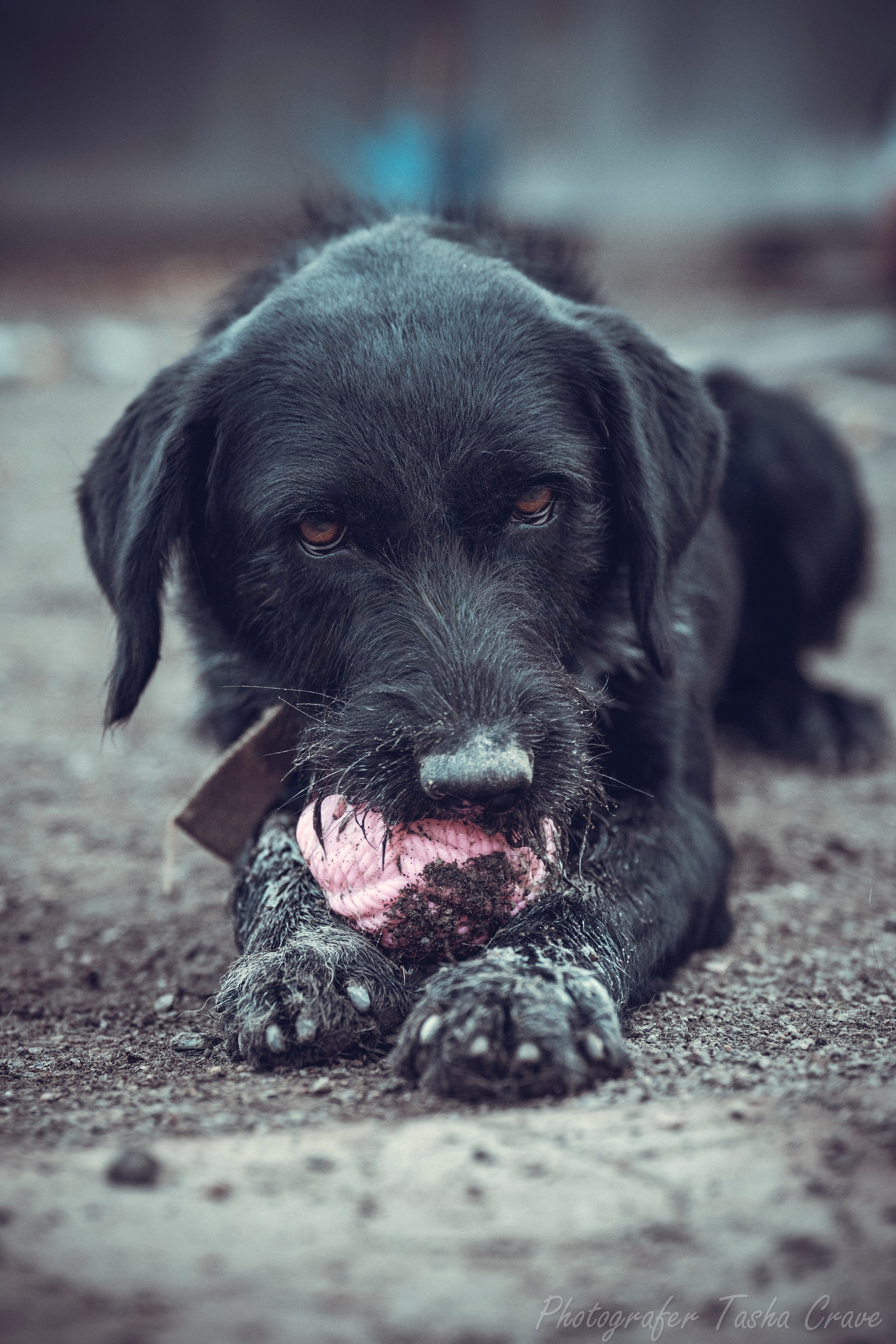 Фотограф анималист в Санкт-Петербурге Таша Крейв