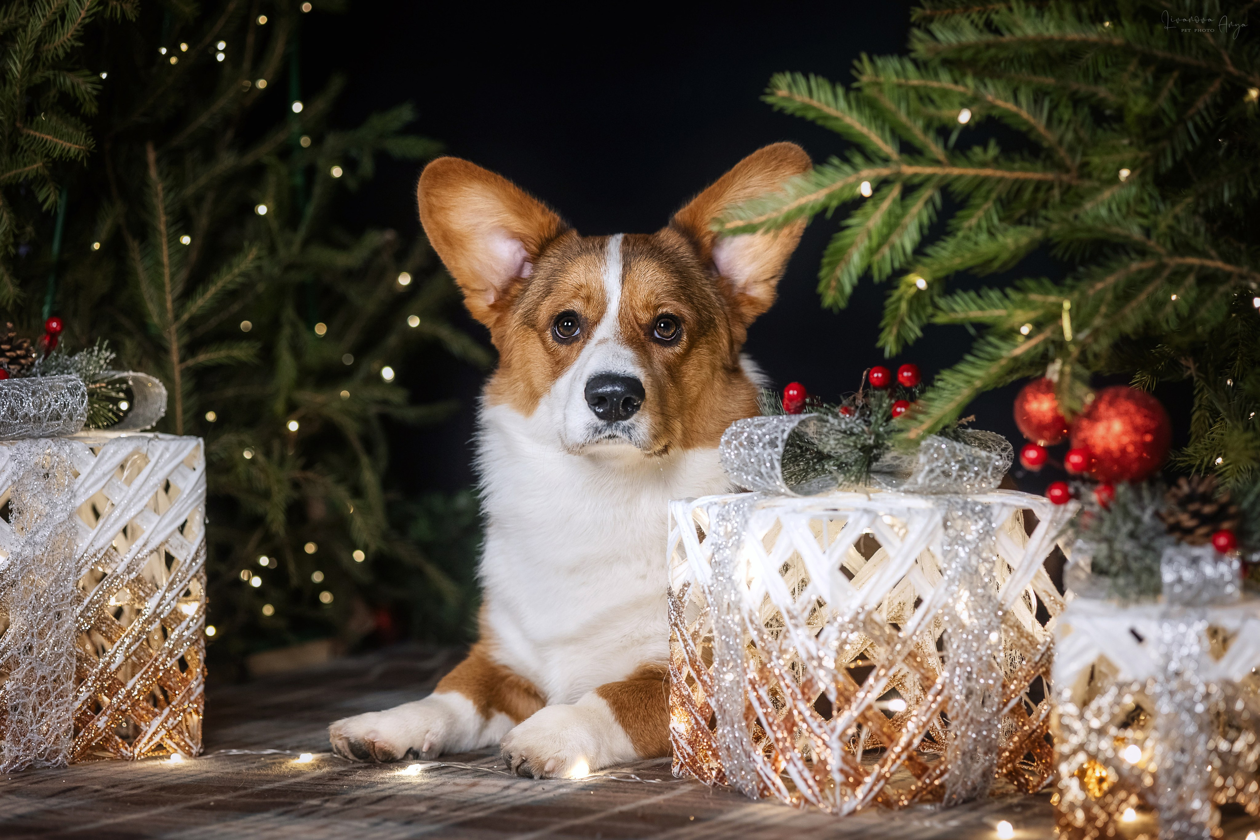 Фотодень_3 2025. Фотограф анималист Аня Ливанова | Рыбинск