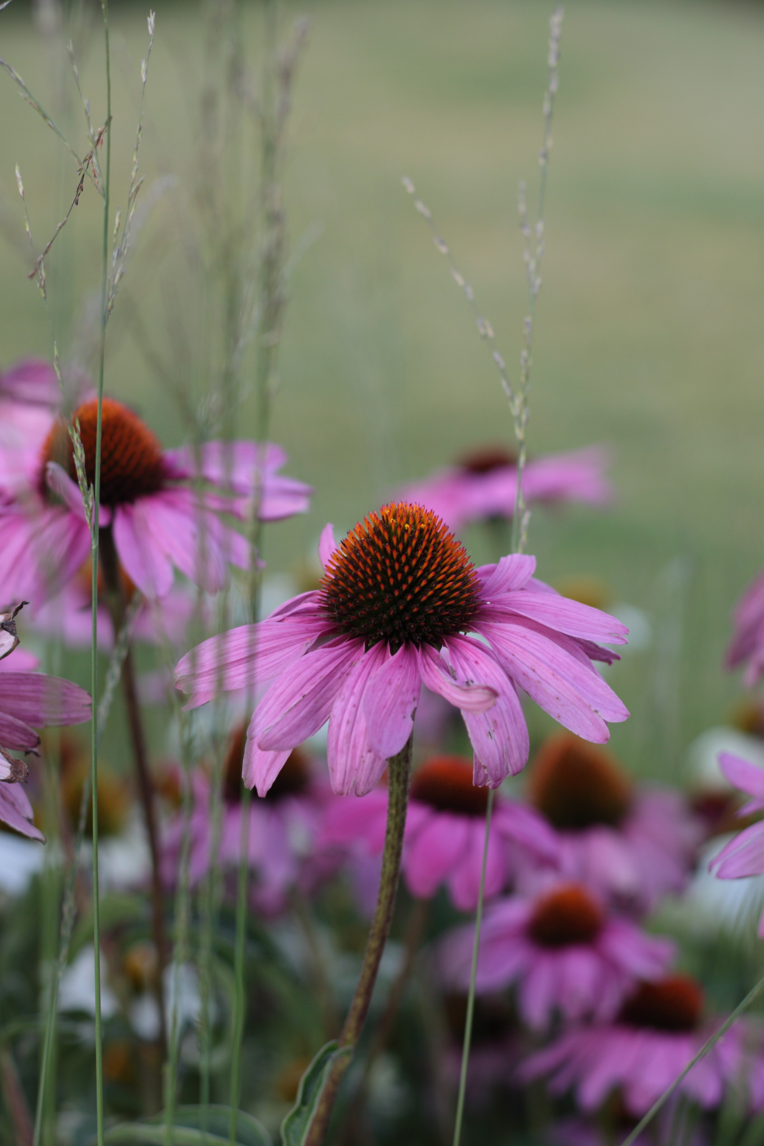 Старое природное, отбирала Katamount (Катерина Горохова). Главная