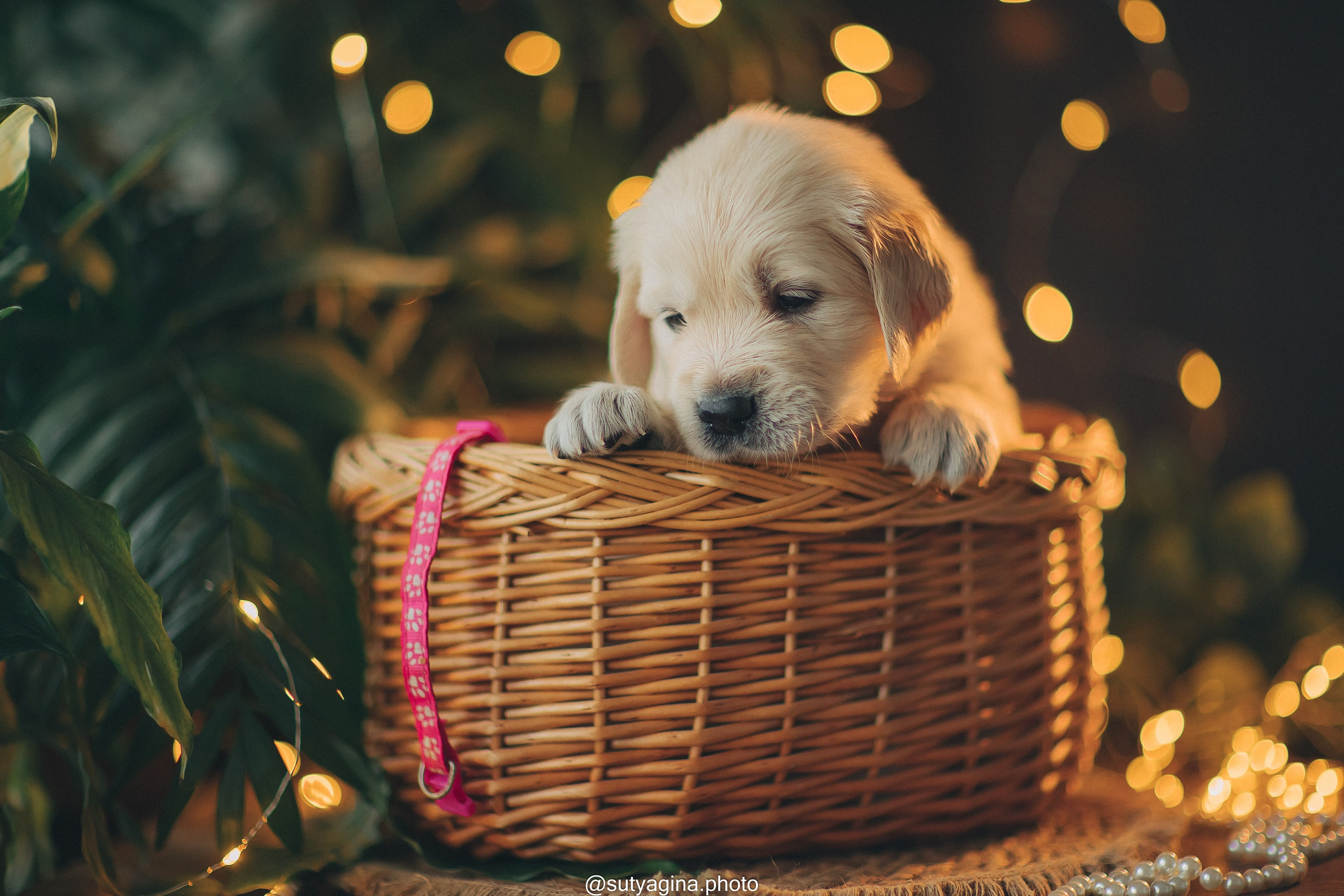 Розовый ошейник. Свадебный и женский фотограф