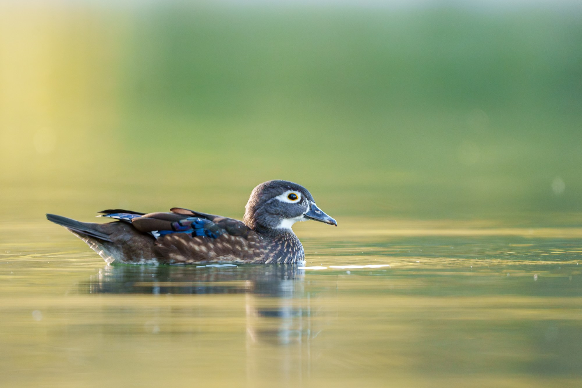 Удивительные мир птиц. Вокруг нас столько прекрасного — присмотритесь!. Ваш личный фотограф Марина Волкова