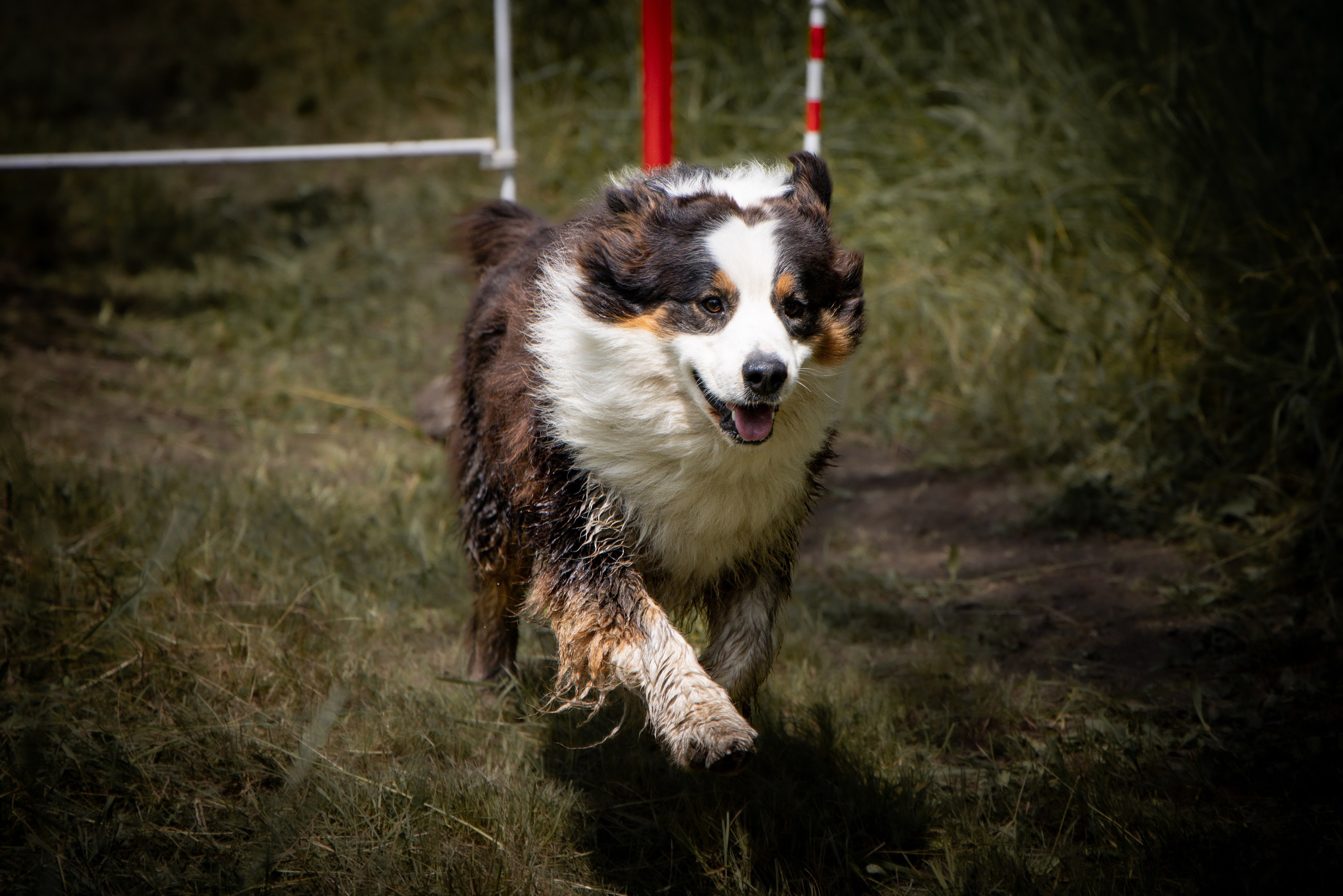 Собаки. Антонина Савельева Фотограф Ставрополь