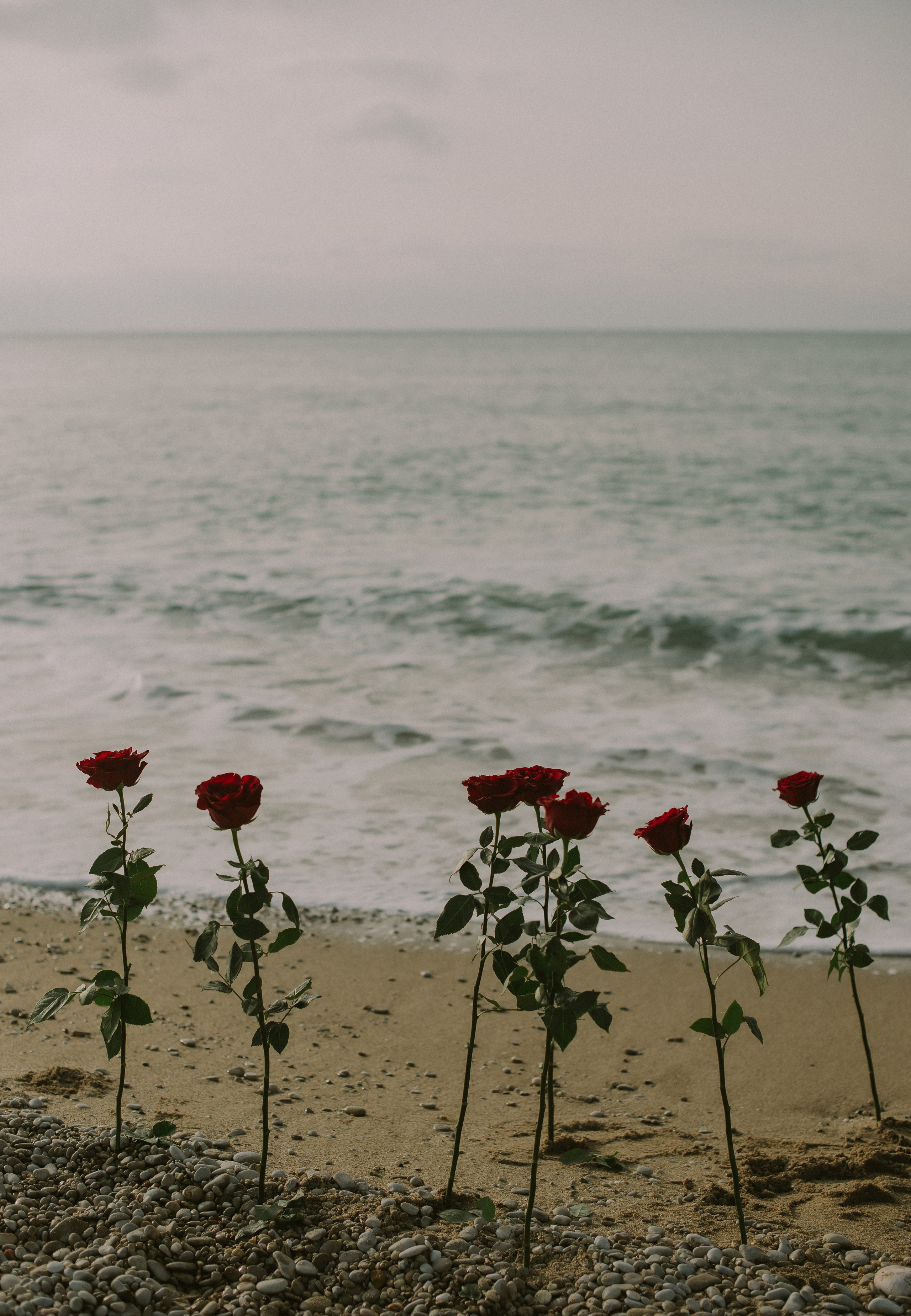 Настя.Розы.Море. Свадебный, женский, семейный фотограф в Севастополе Юлия Мошенко