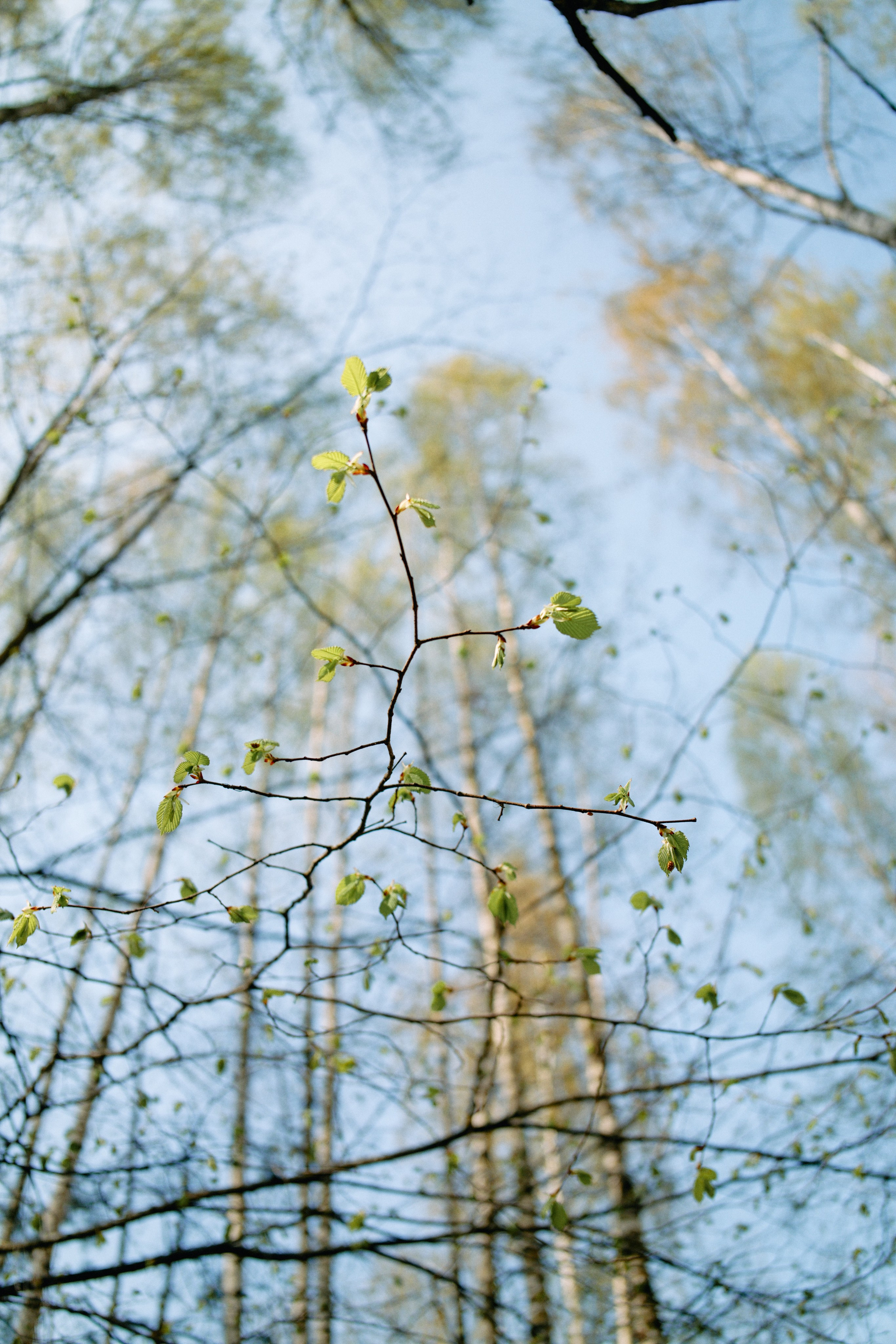 Бутик-отель Поле летом. Профессиональный Фотограф во Владимире, в Москве и в Суздале — Полина Романычева