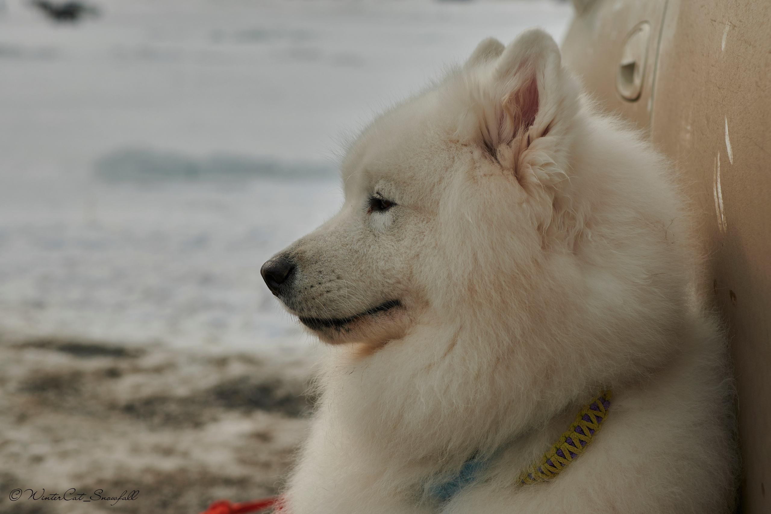 Дзяблу 30.03. Портретный и репортажный фотограф в Магадане Андрей Нефедов WinterCatPhoto