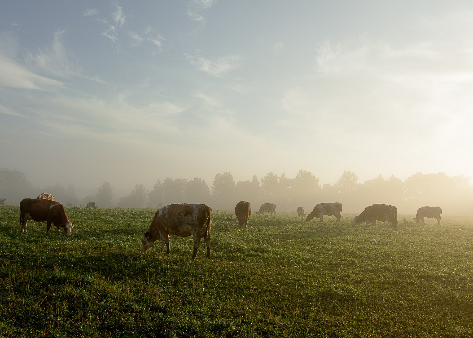 ЭкоНива — производитель молока № 1 в России
