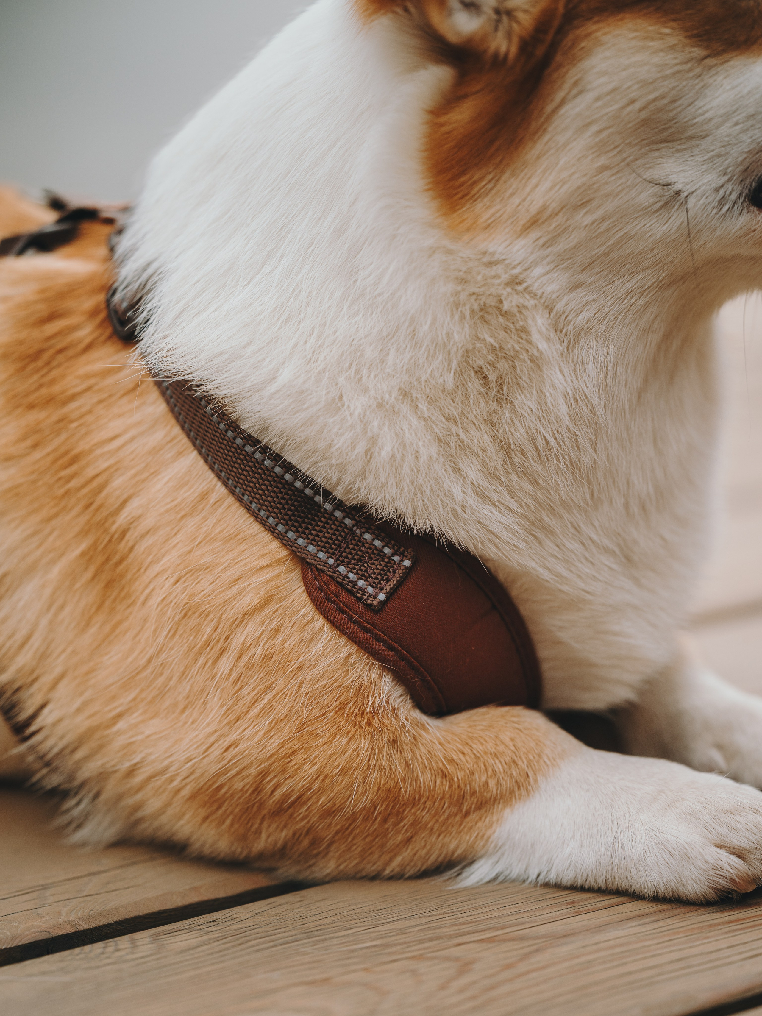 Pawsitive. Семейный фотограф анималист Ананьева Мария — Москва