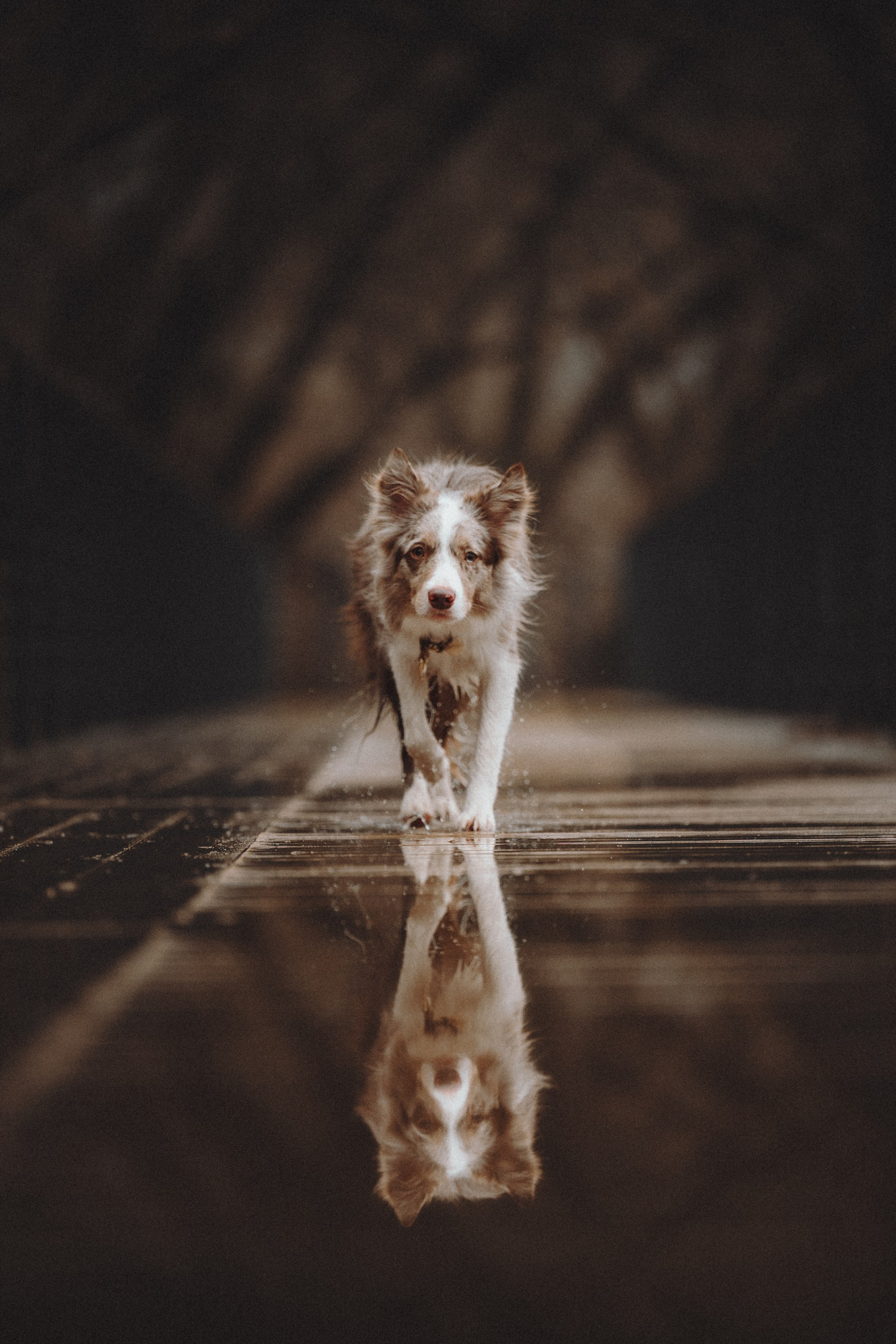 Аня и Дэймон. Семейный фотограф анималист Ананьева Мария — Москва